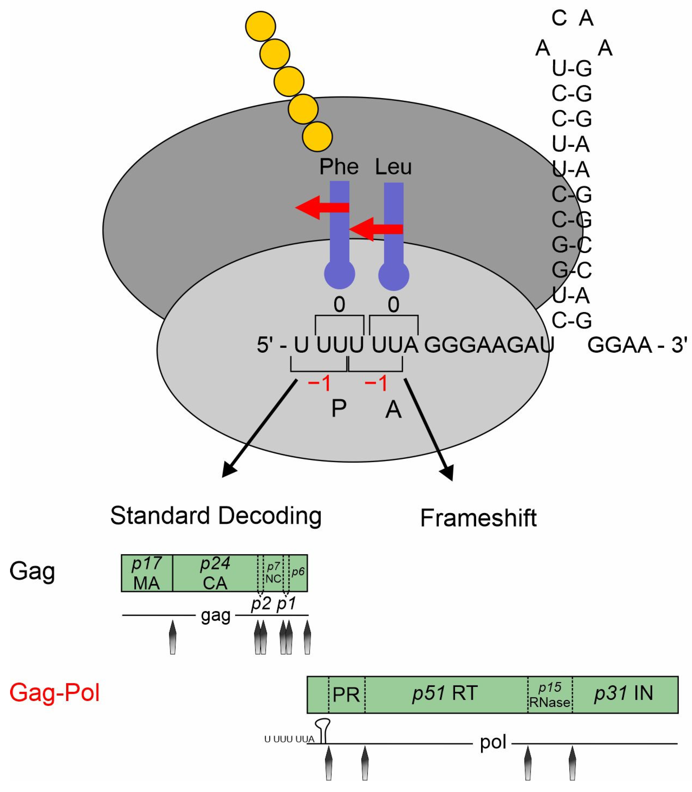Viruses 16 00938 g007