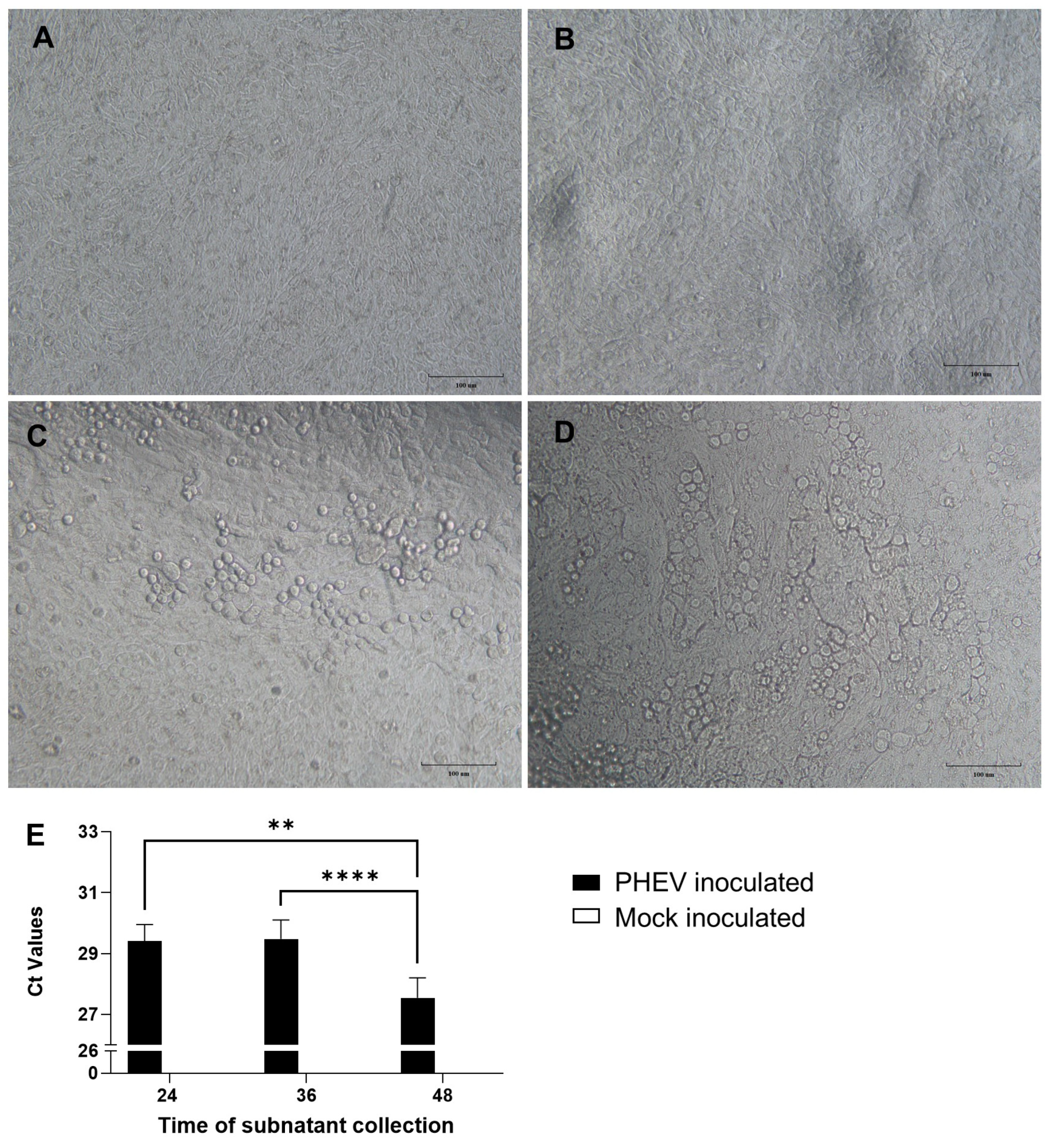 Viruses 16 00939 g001