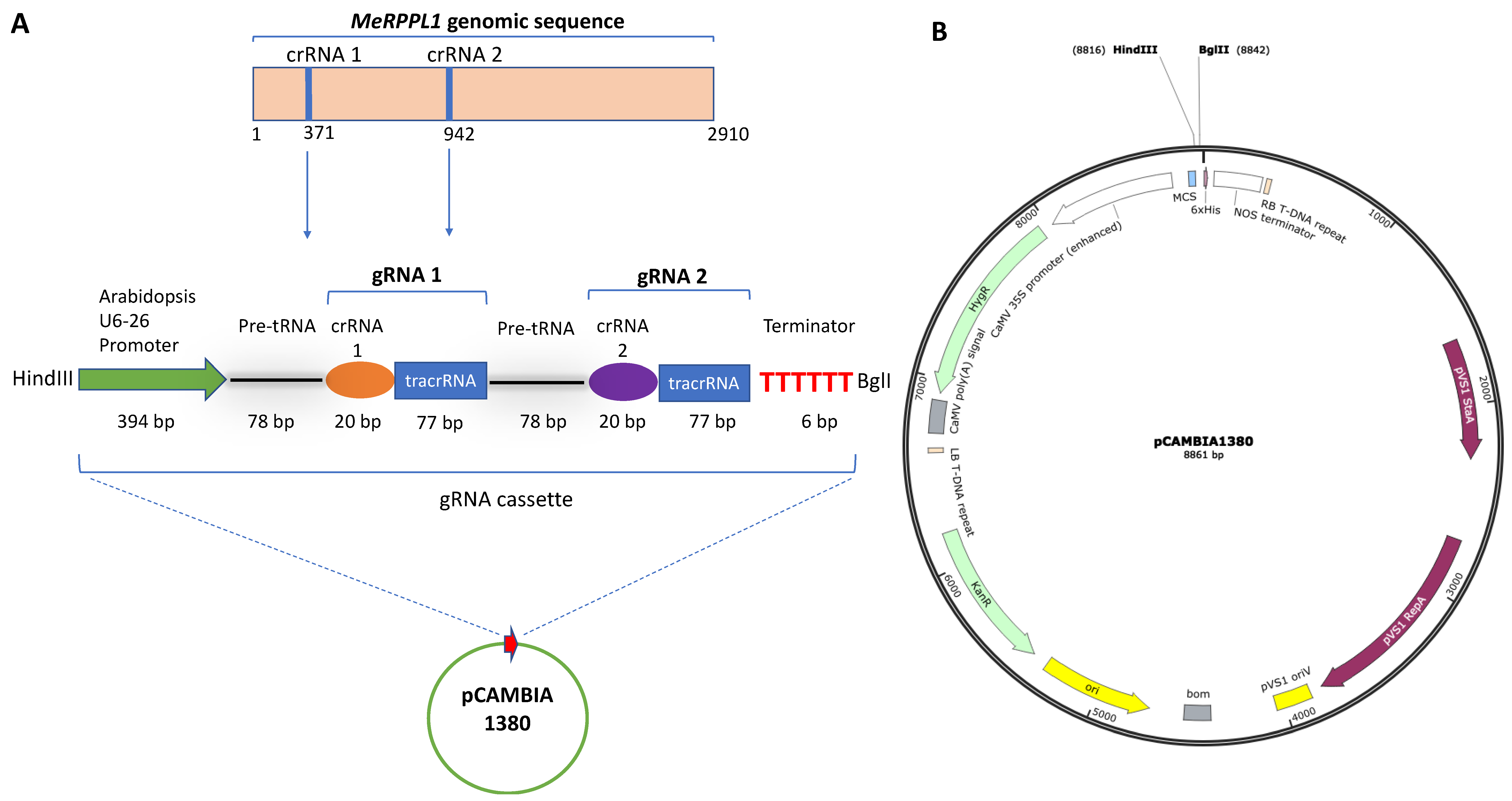 Viruses 16 00941 g001