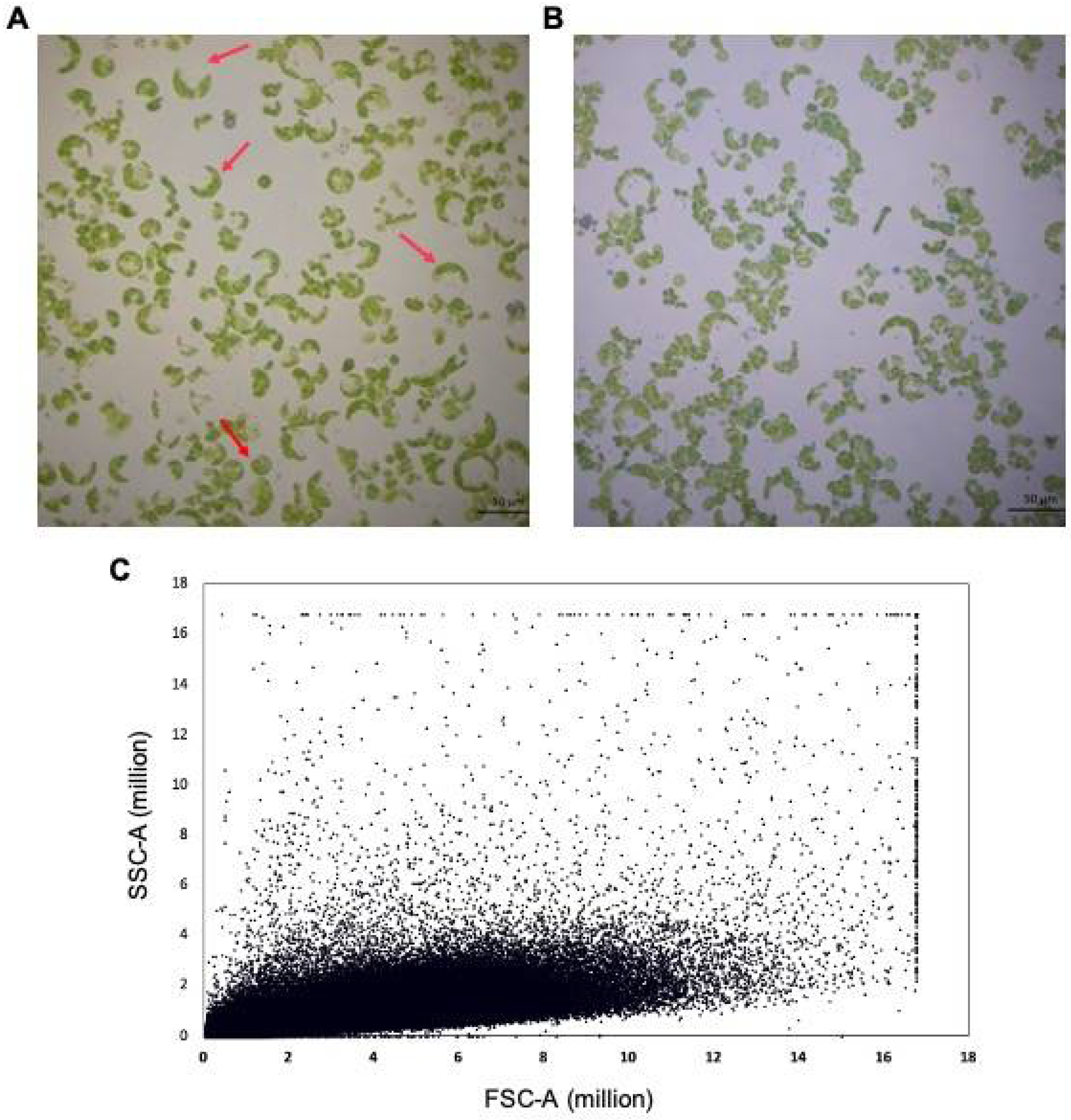 Viruses 16 00941 g002