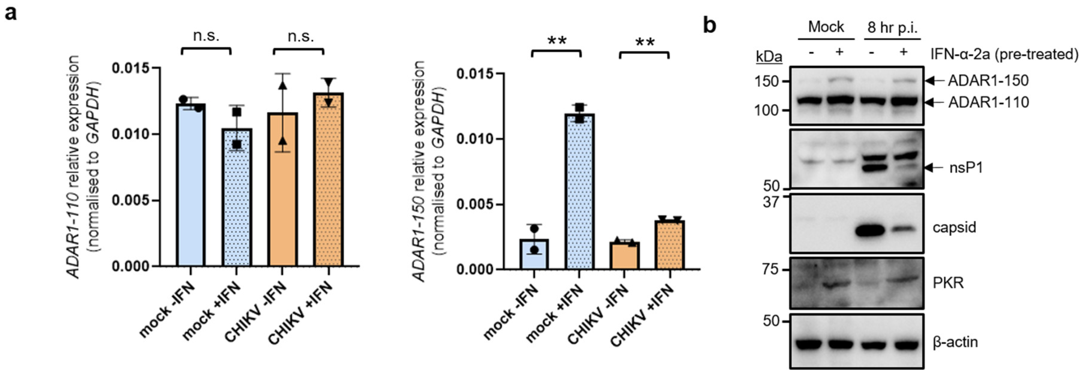Viruses 16 00945 g002