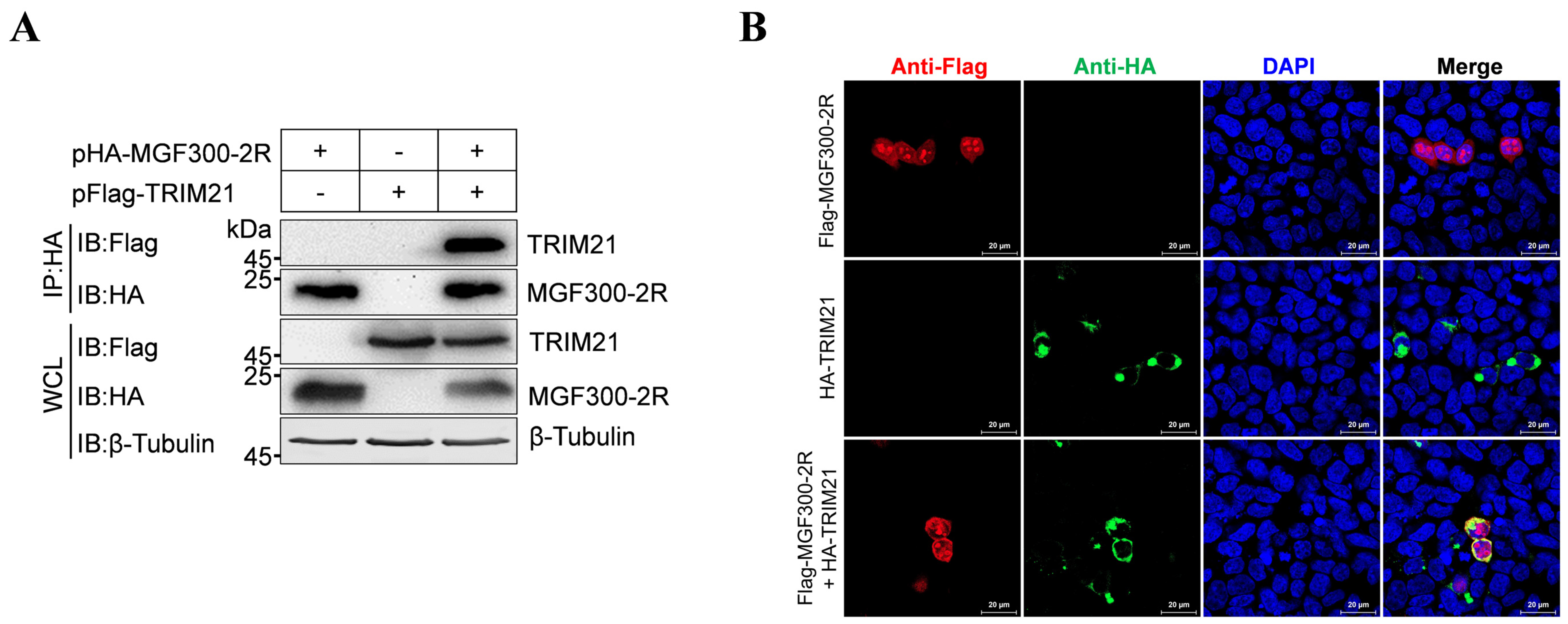 Viruses 16 00949 g002
