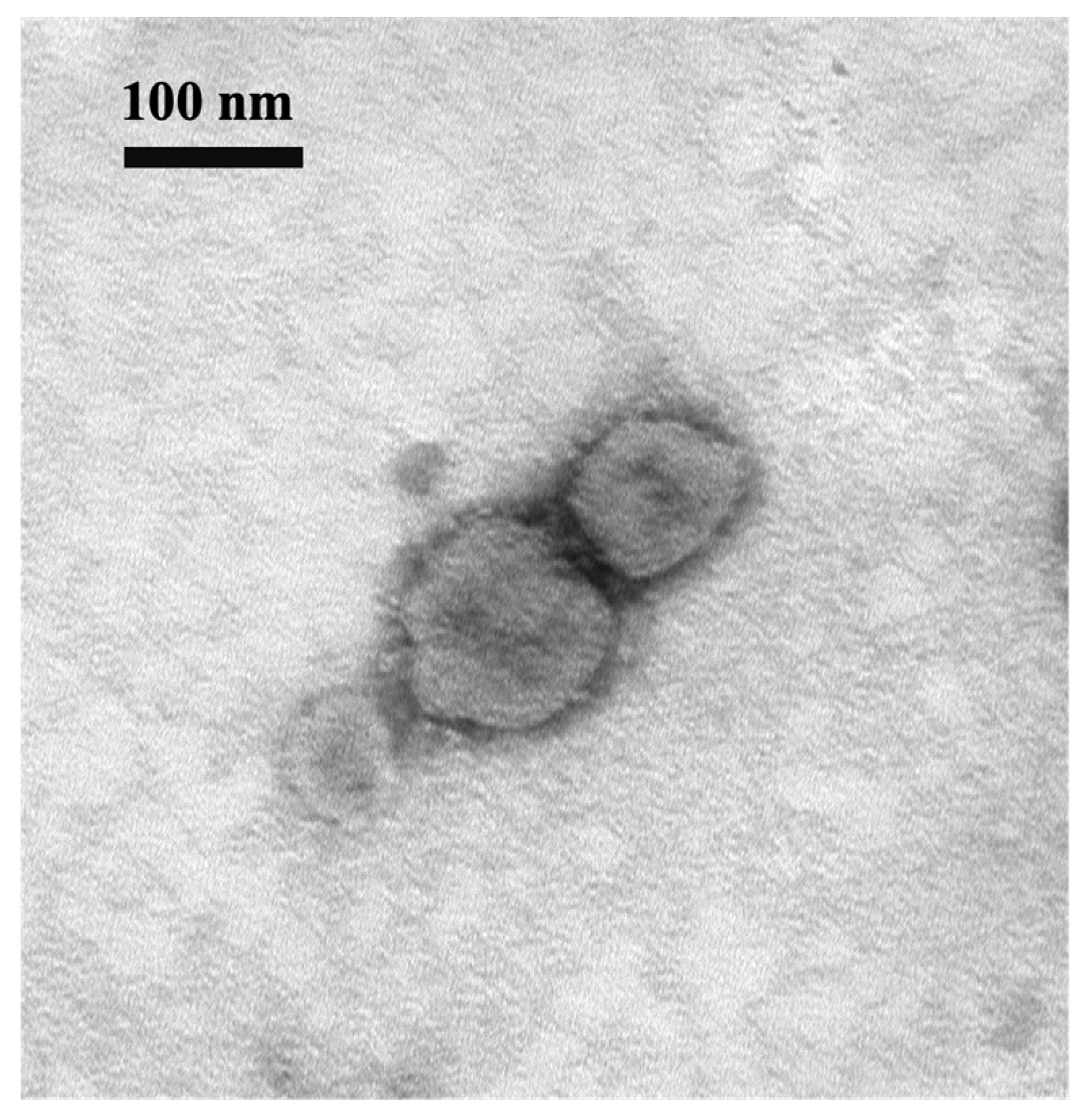 Viruses 16 00965 g002