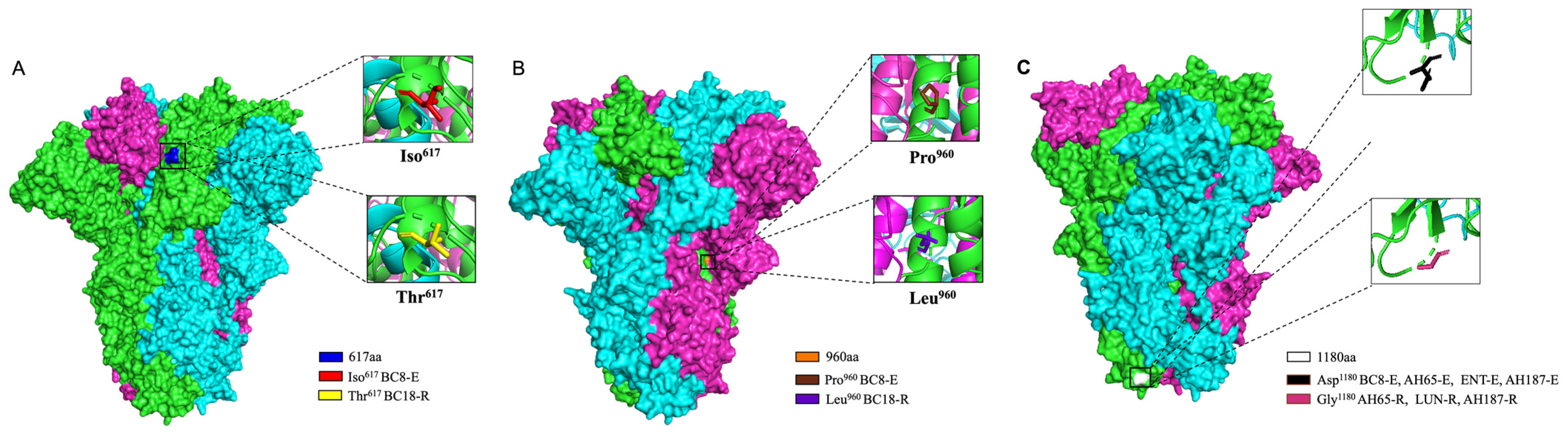 Viruses 16 00965 g004