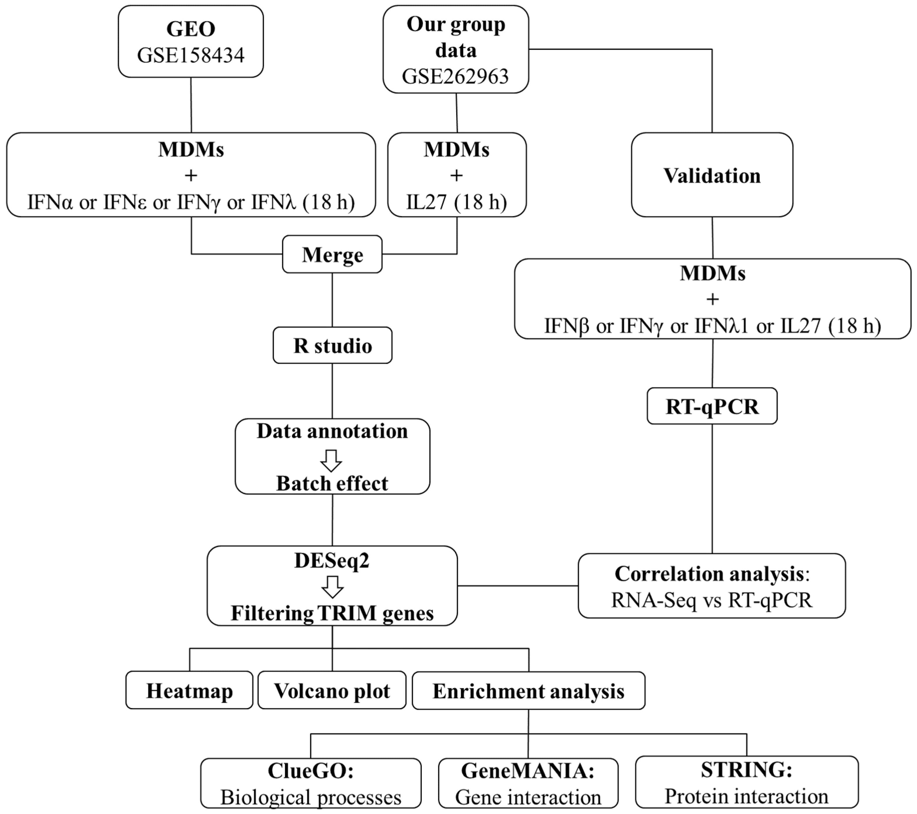 Viruses 16 00996 g001