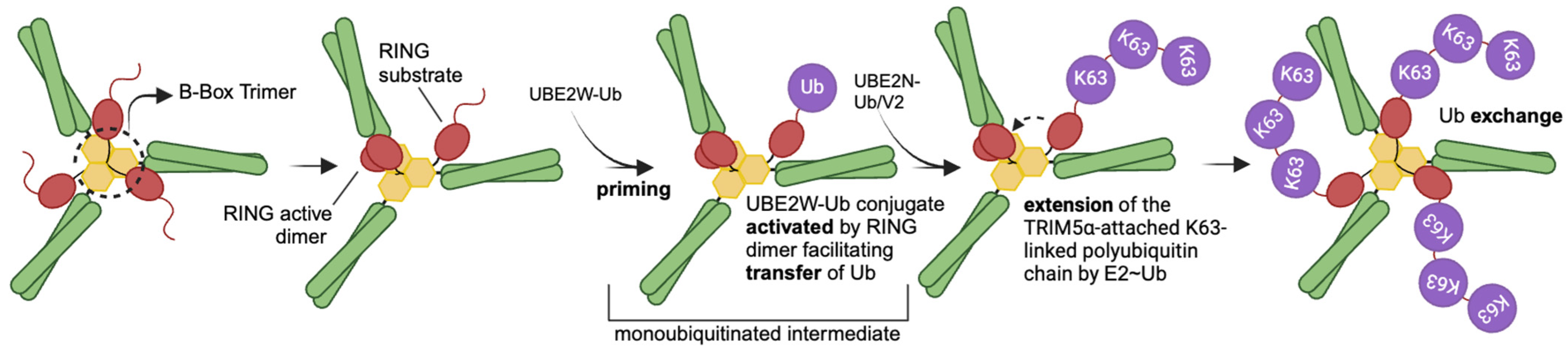Viruses 16 00997 g003
