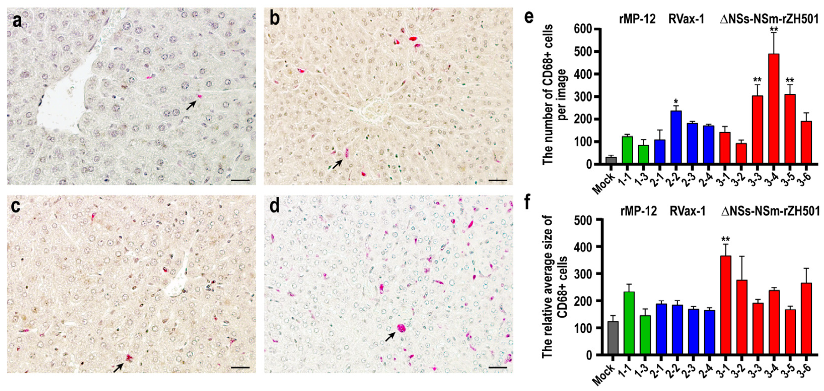 Viruses 16 00999 g002 Viruses 16 00999 g002
