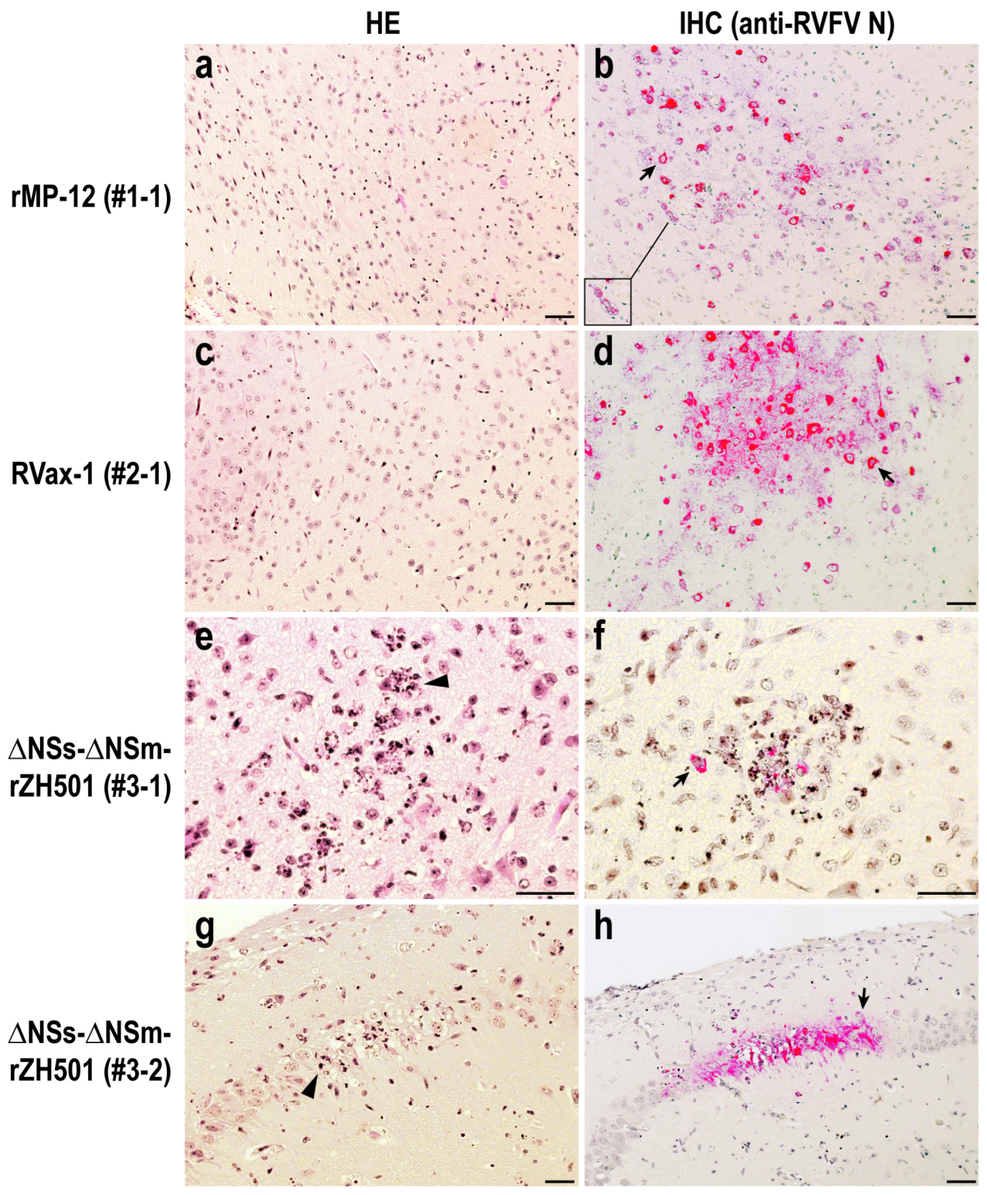 Viruses 16 00999 g003 Viruses 16 00999 g003