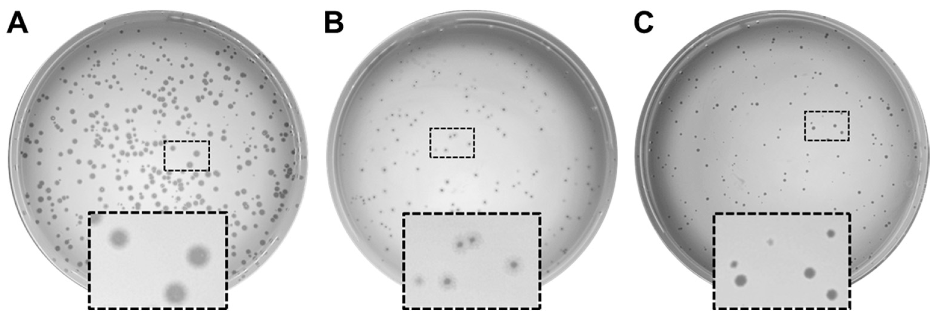 Viruses 16 01000 g001