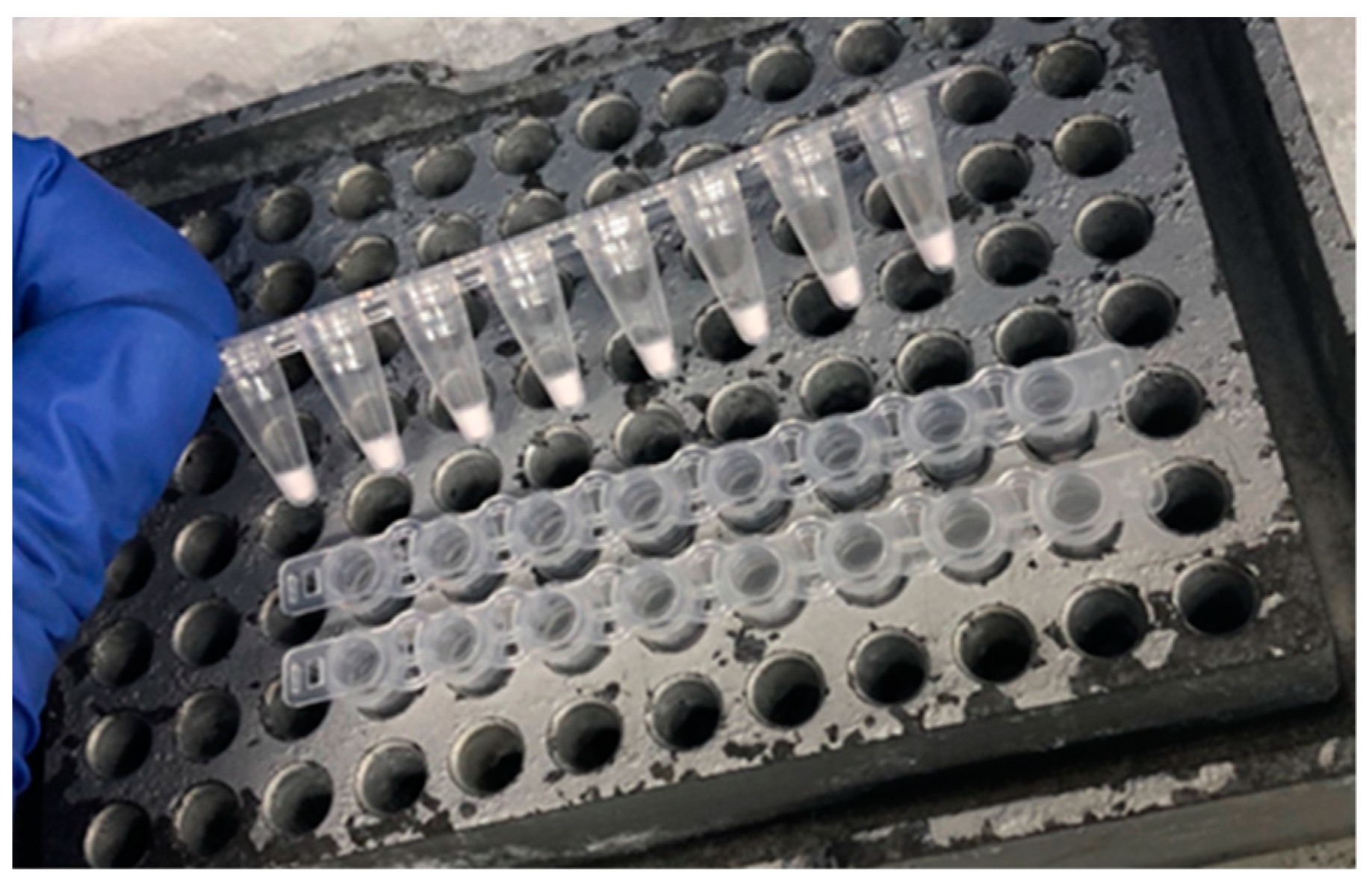 Viruses 16 01016 g004