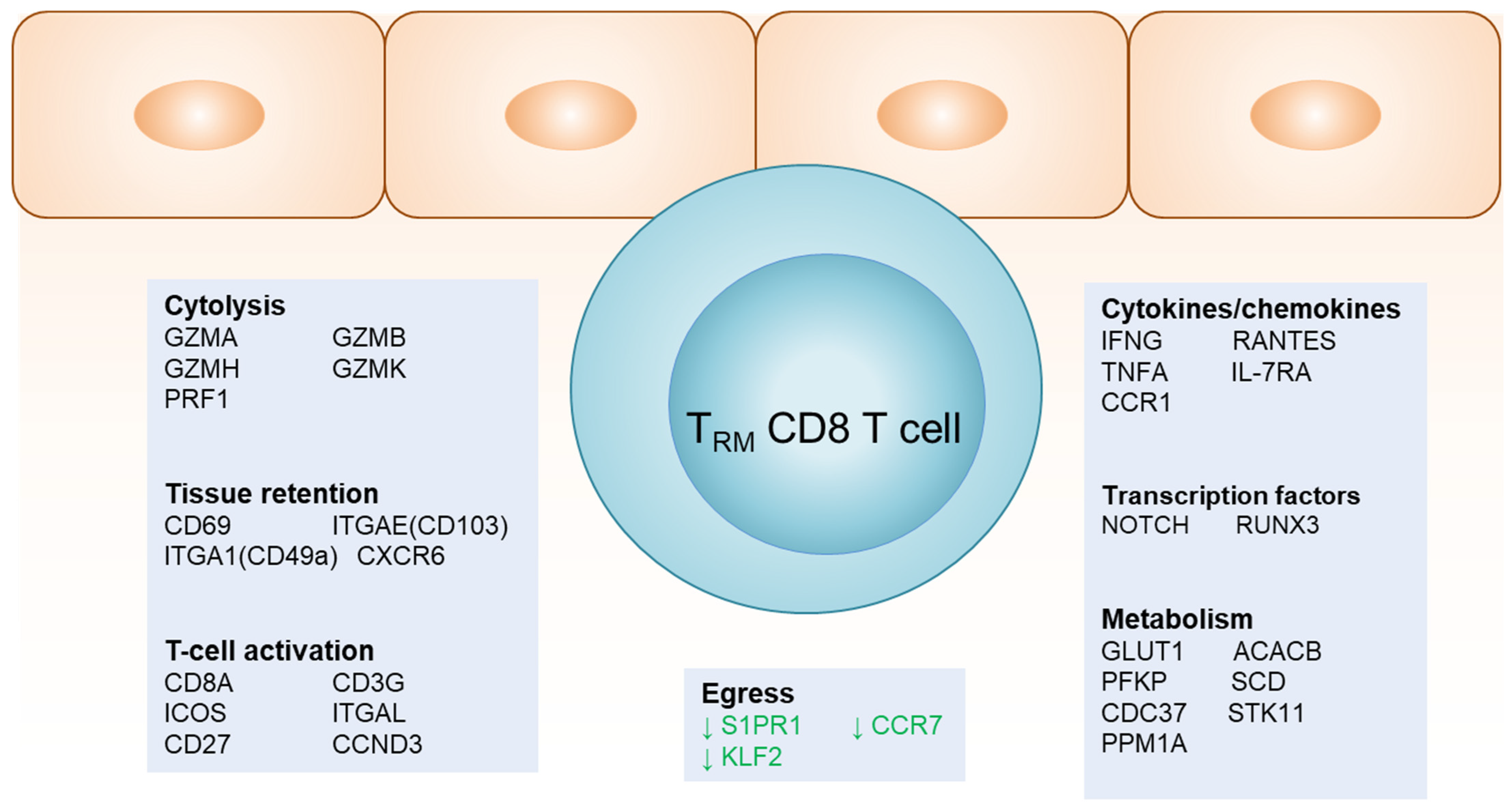 Viruses 16 01019 g001