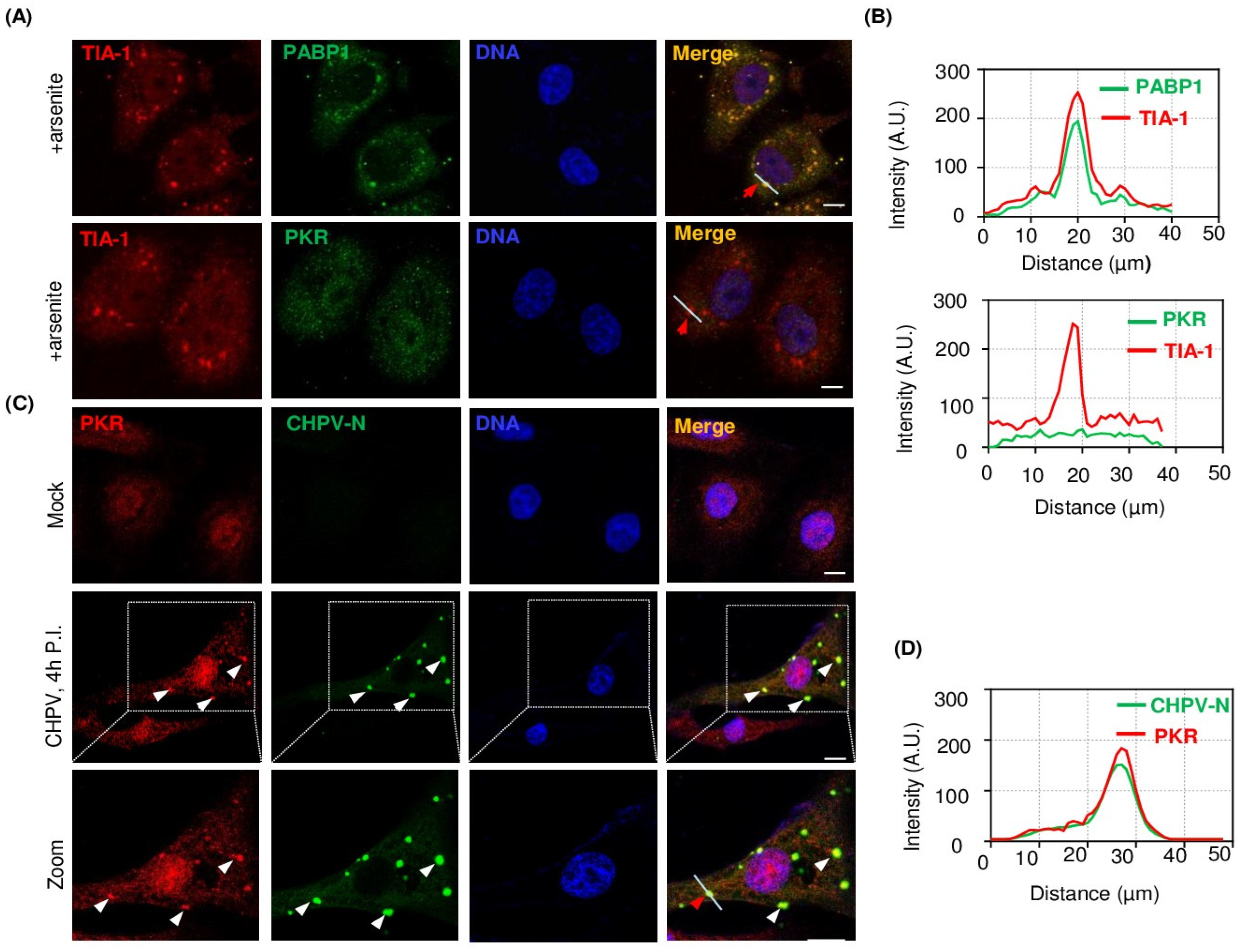 Viruses 16 01027 g005