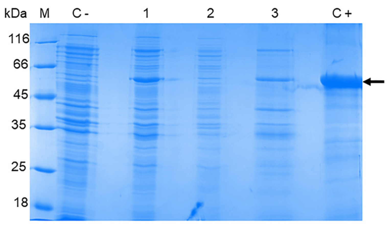 Viruses 16 01032 g004