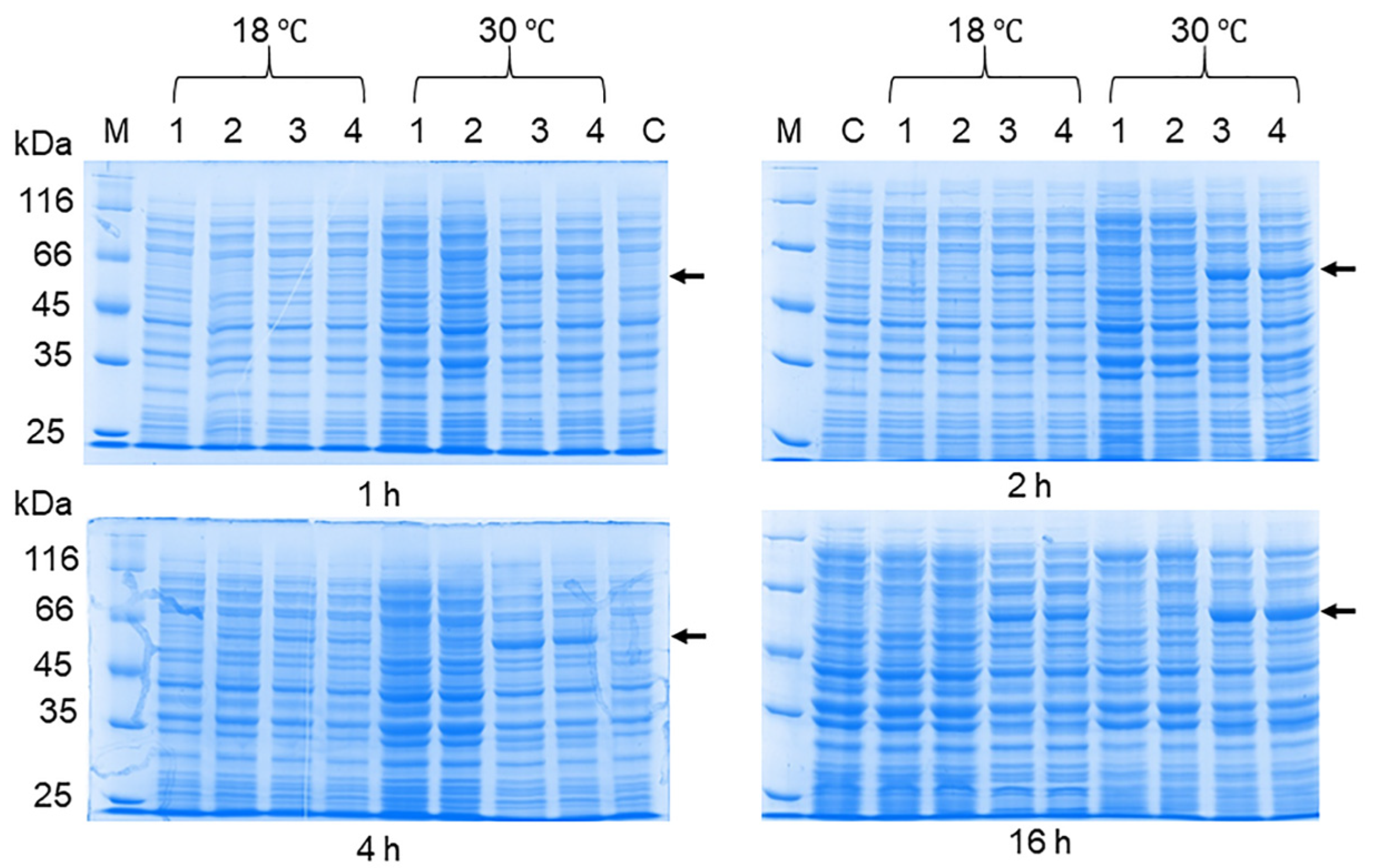 Viruses 16 01032 g006