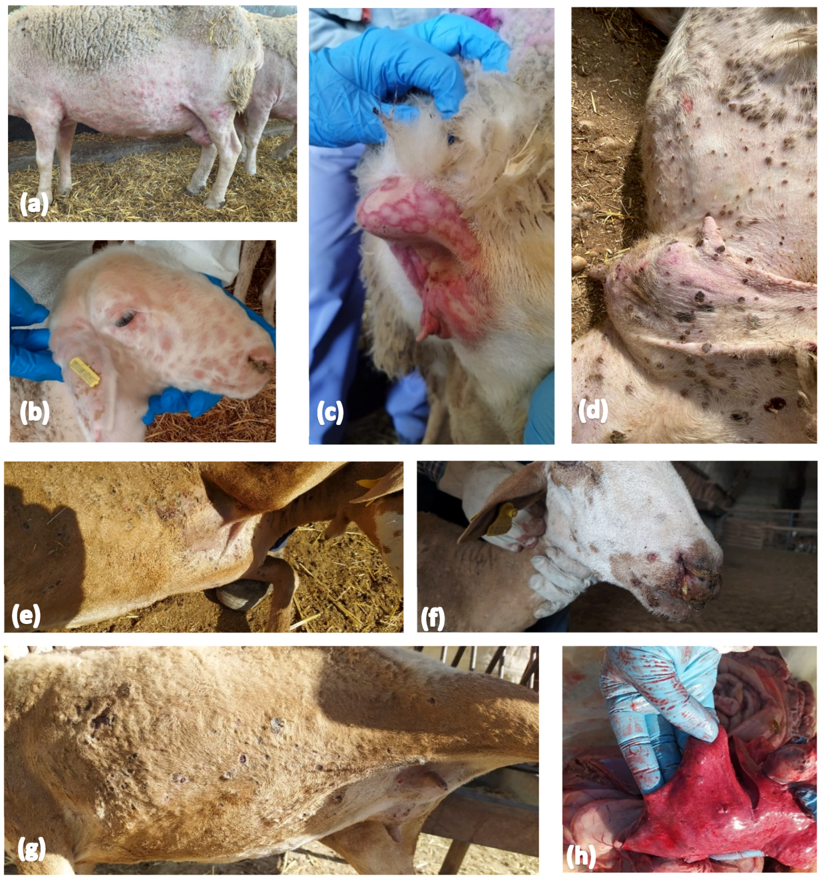 Viruses 16 01034 g002