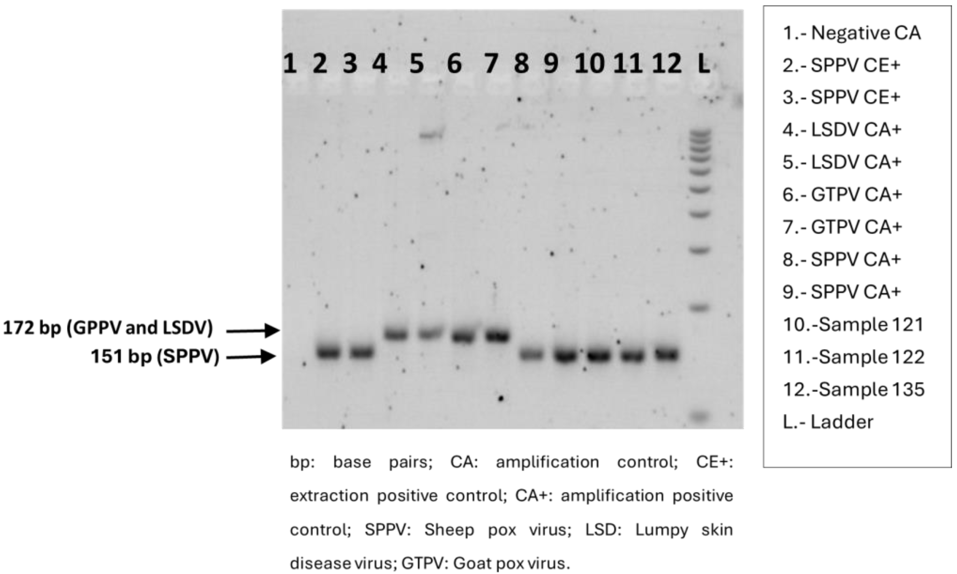 Viruses 16 01034 g004