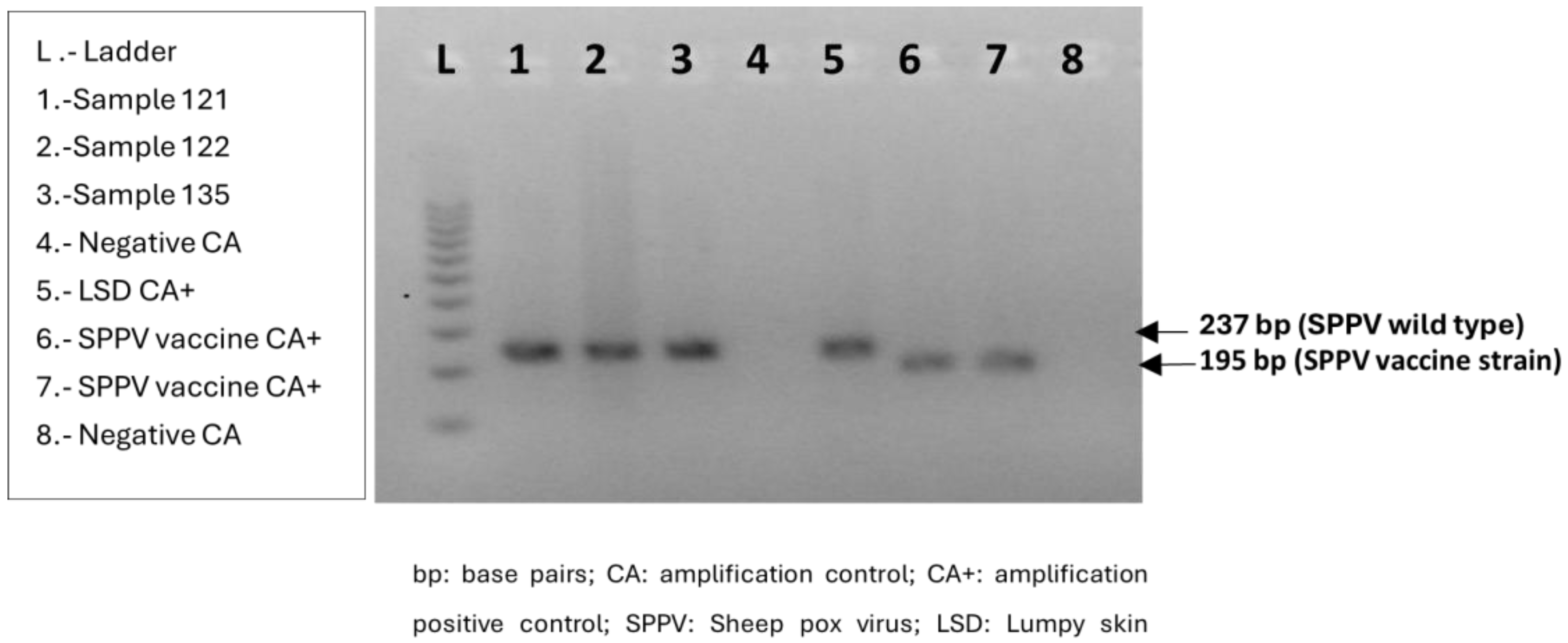 Viruses 16 01034 g005