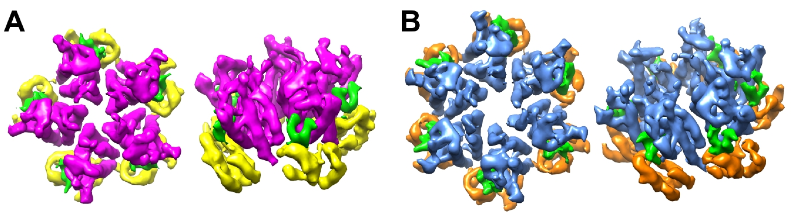 Viruses 16 01038 g004