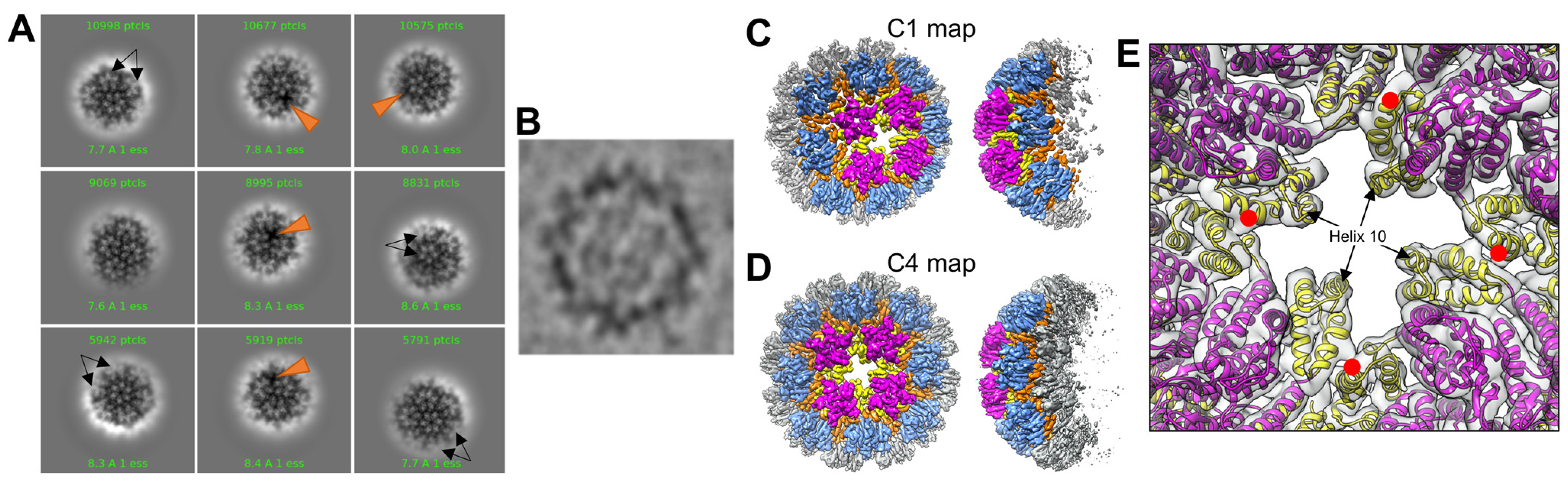 Viruses 16 01038 g005