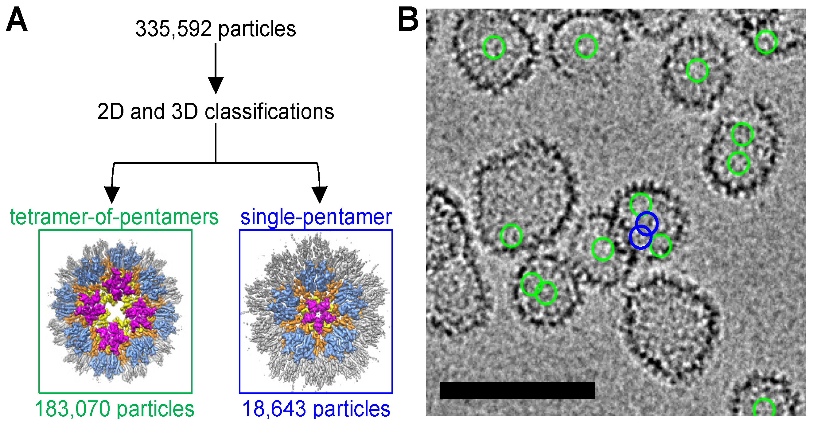 Viruses 16 01038 g006
