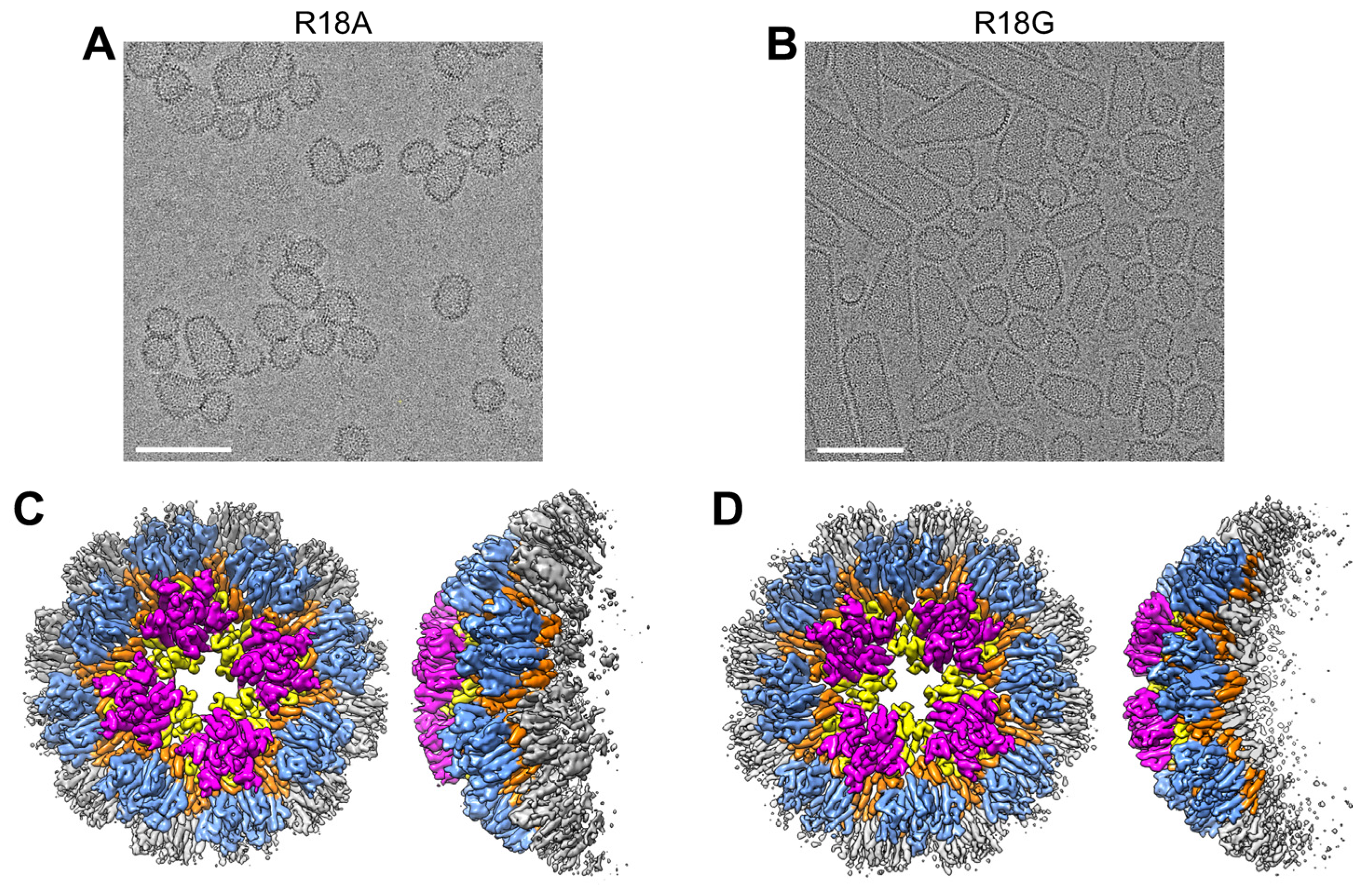 Viruses 16 01038 g007