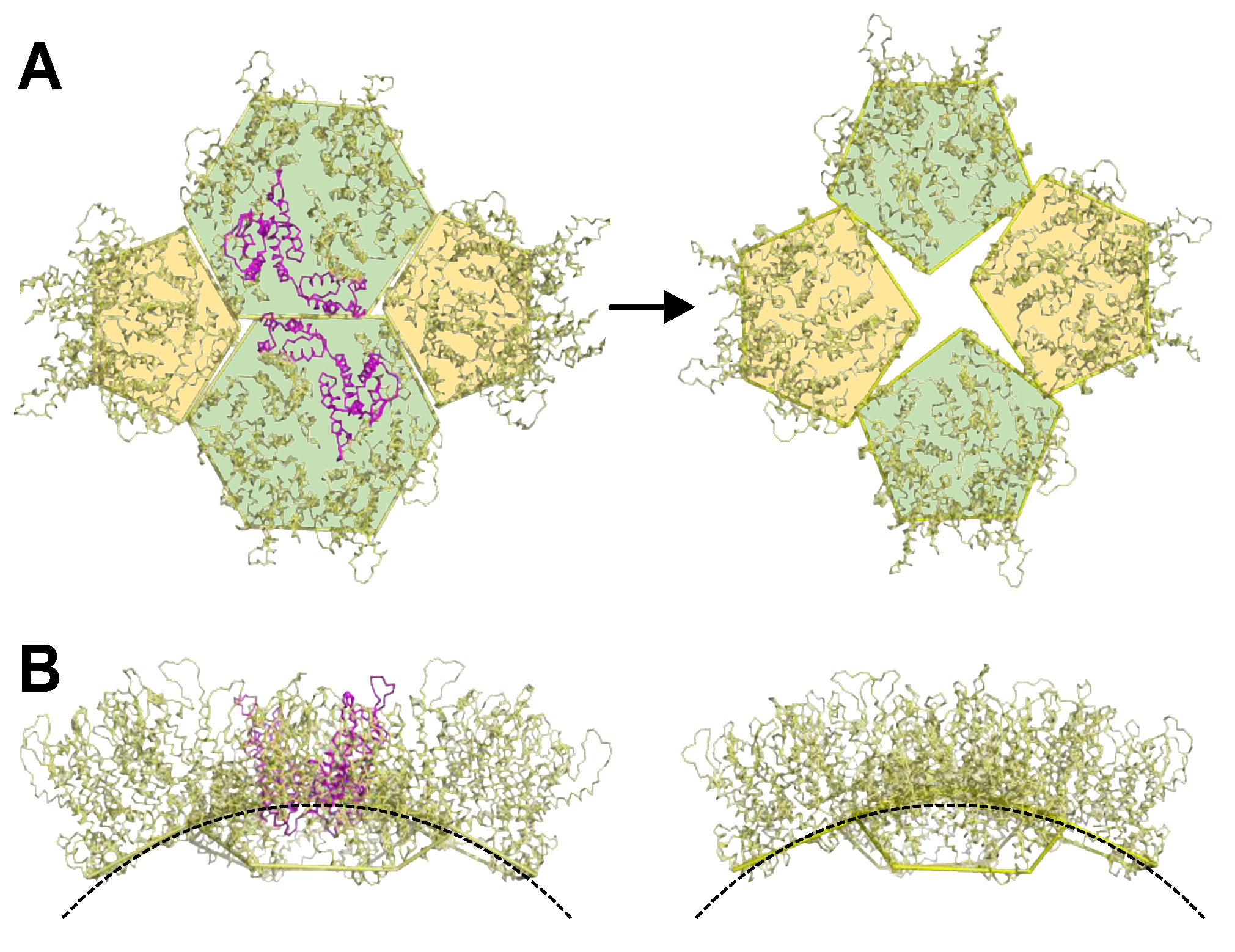 Viruses 16 01038 g009