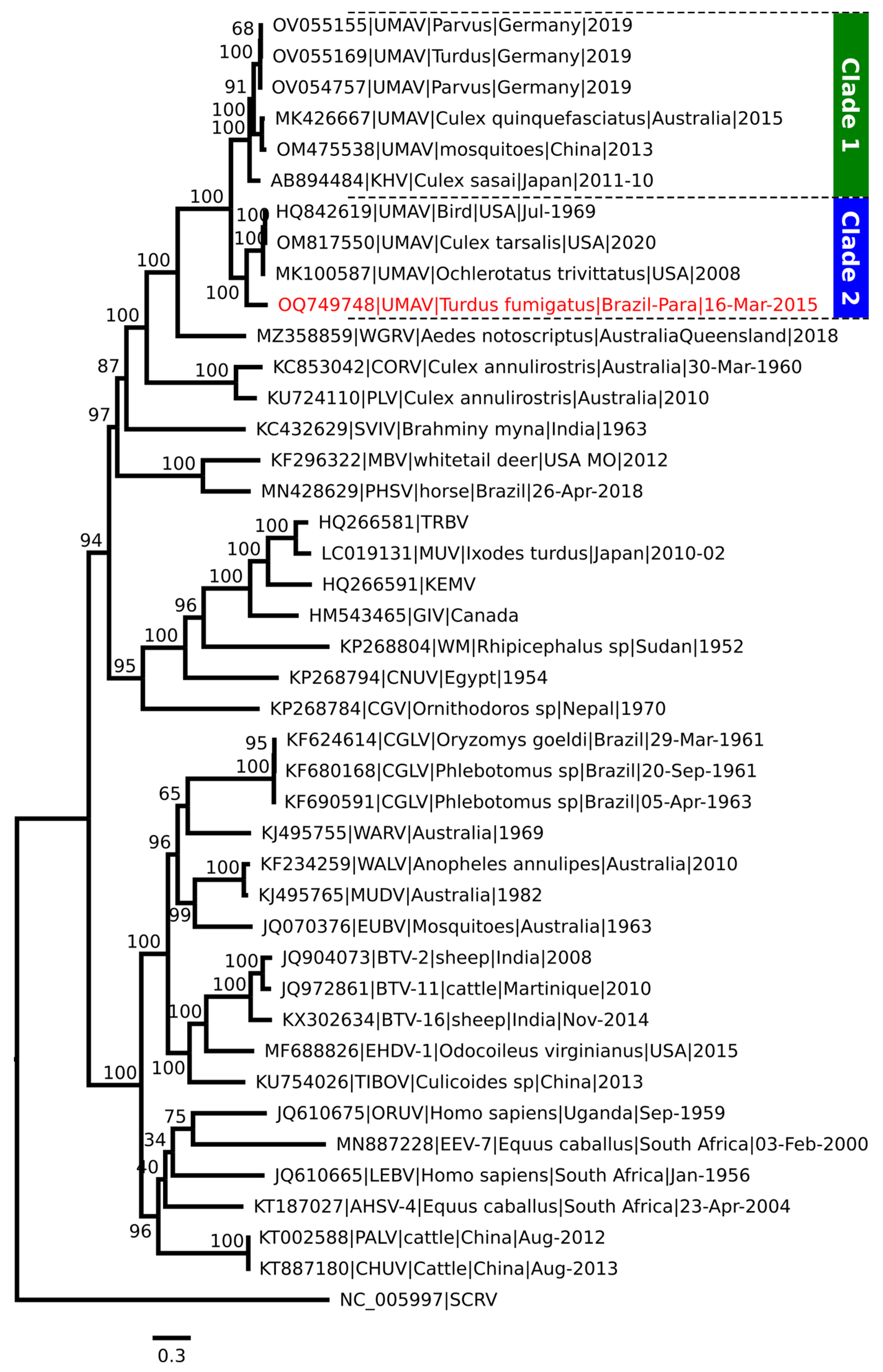 Viruses 16 01050 g001