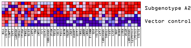Viruses 16 01052 i006
