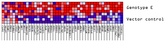 Viruses 16 01052 i012