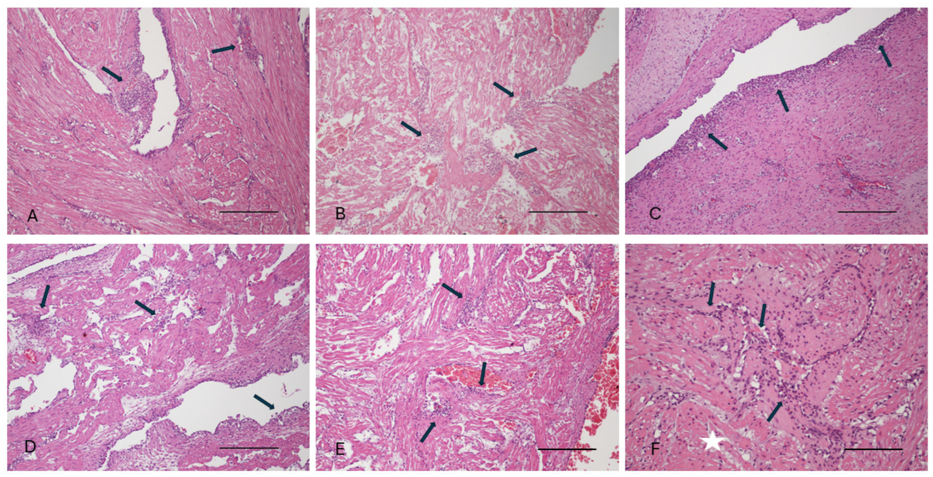 Viruses 16 01053 g002