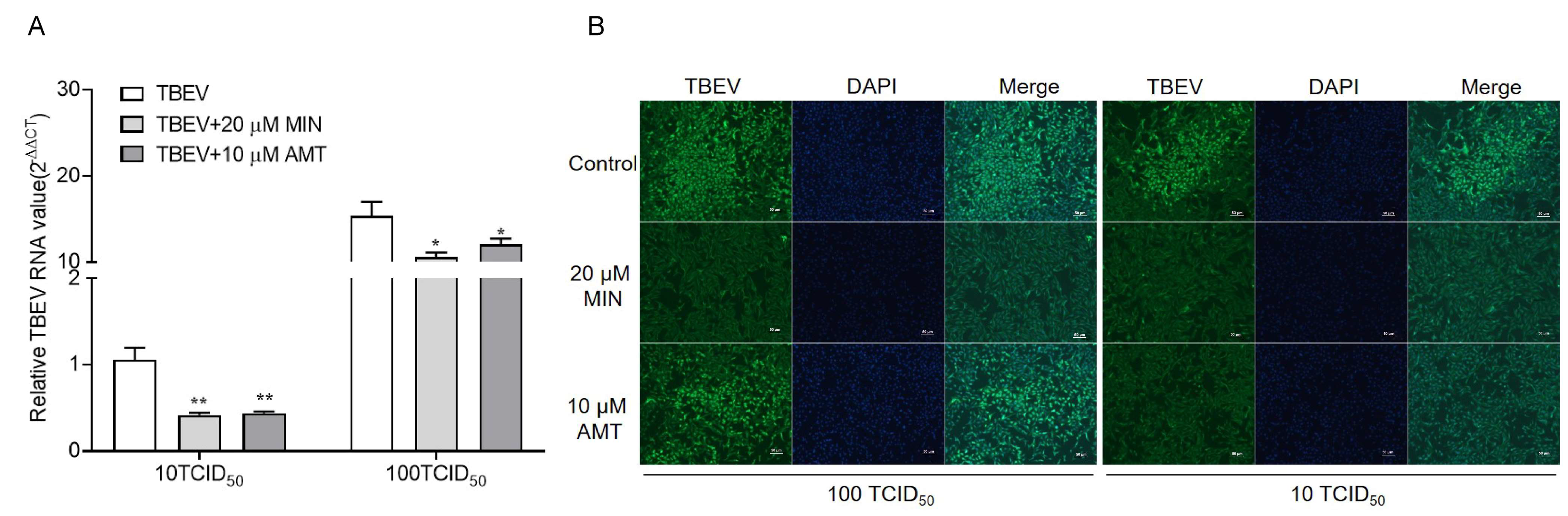 Viruses 16 01055 g003
