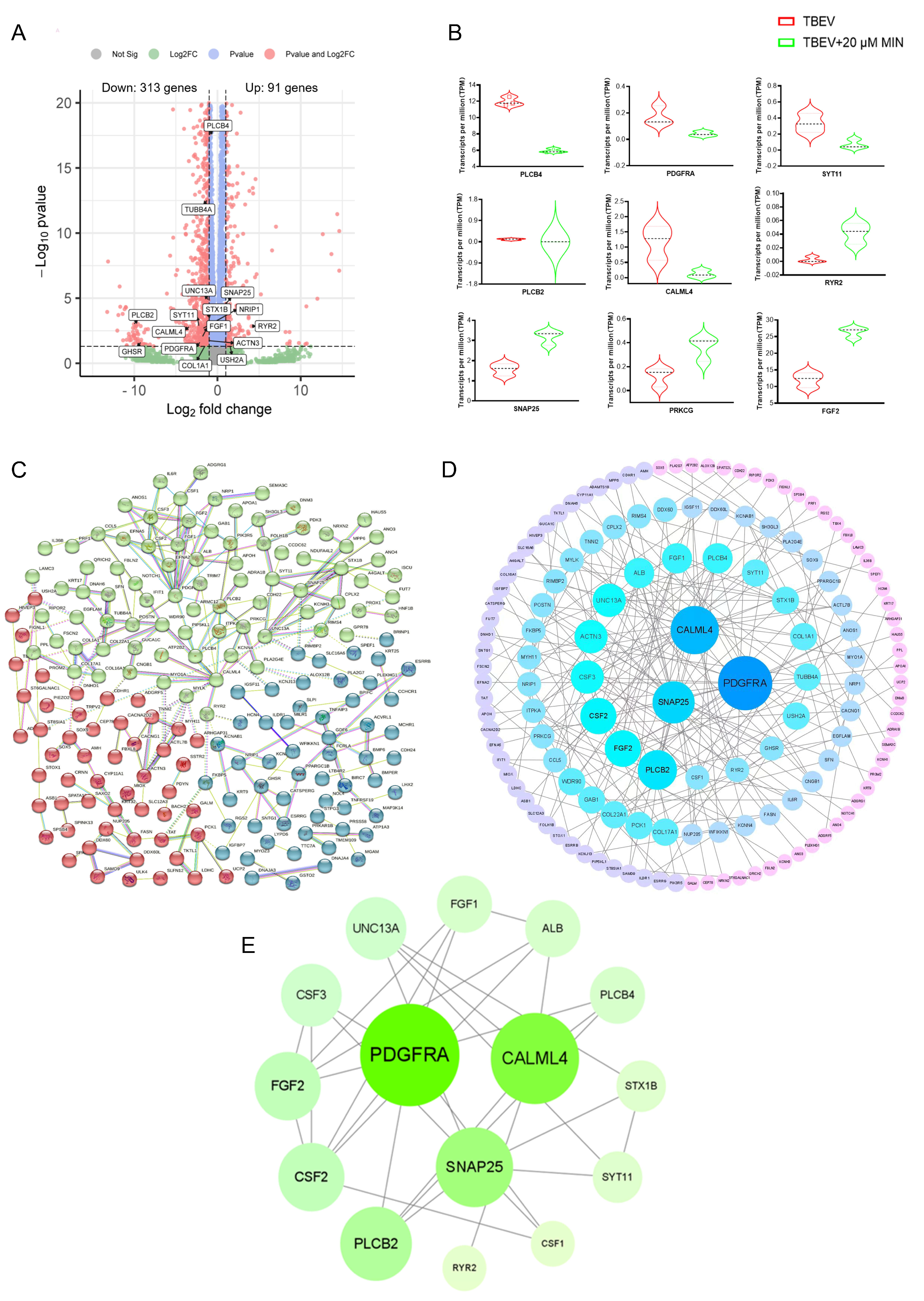 Viruses 16 01055 g005