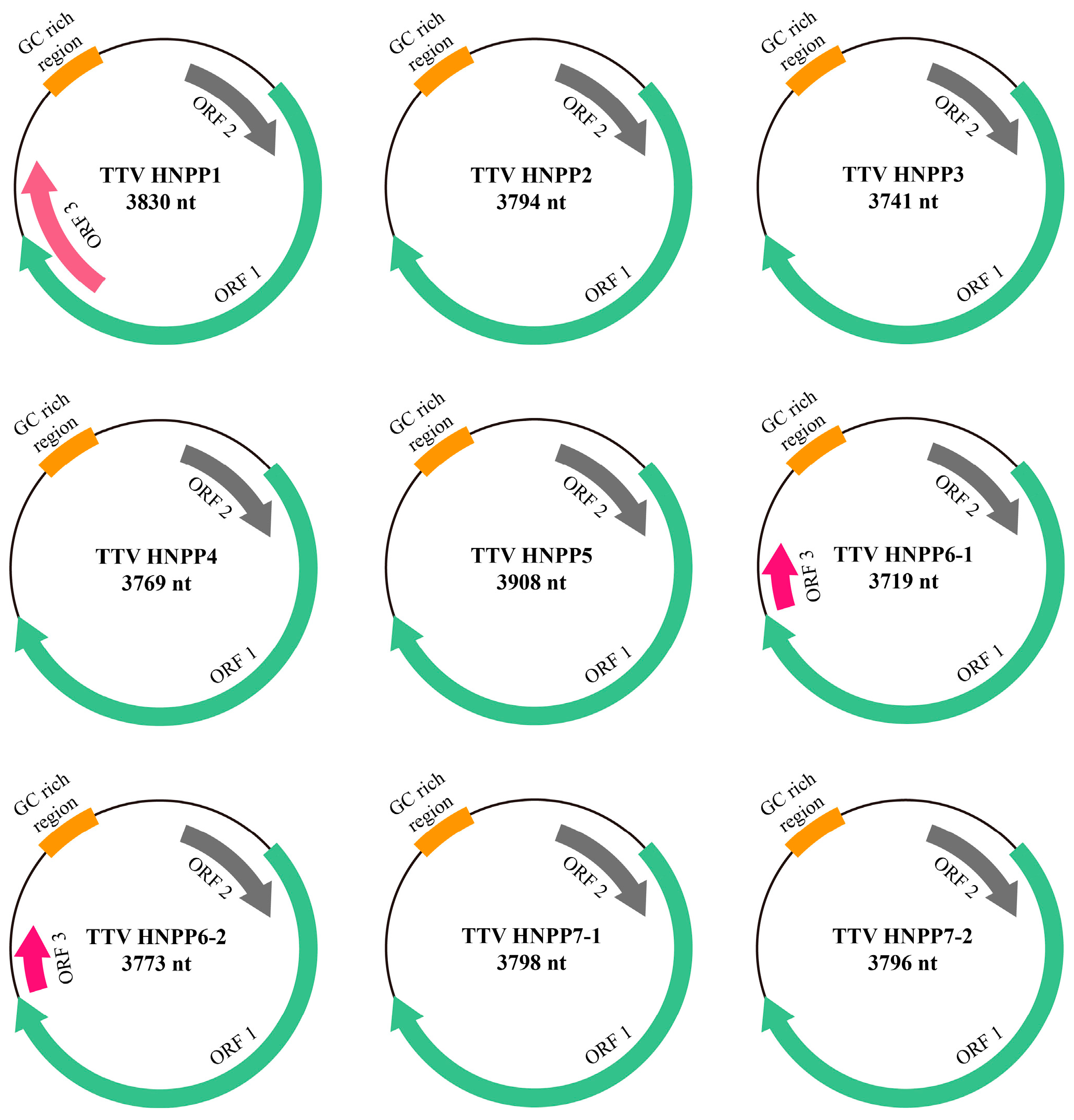 Viruses 16 01059 g001