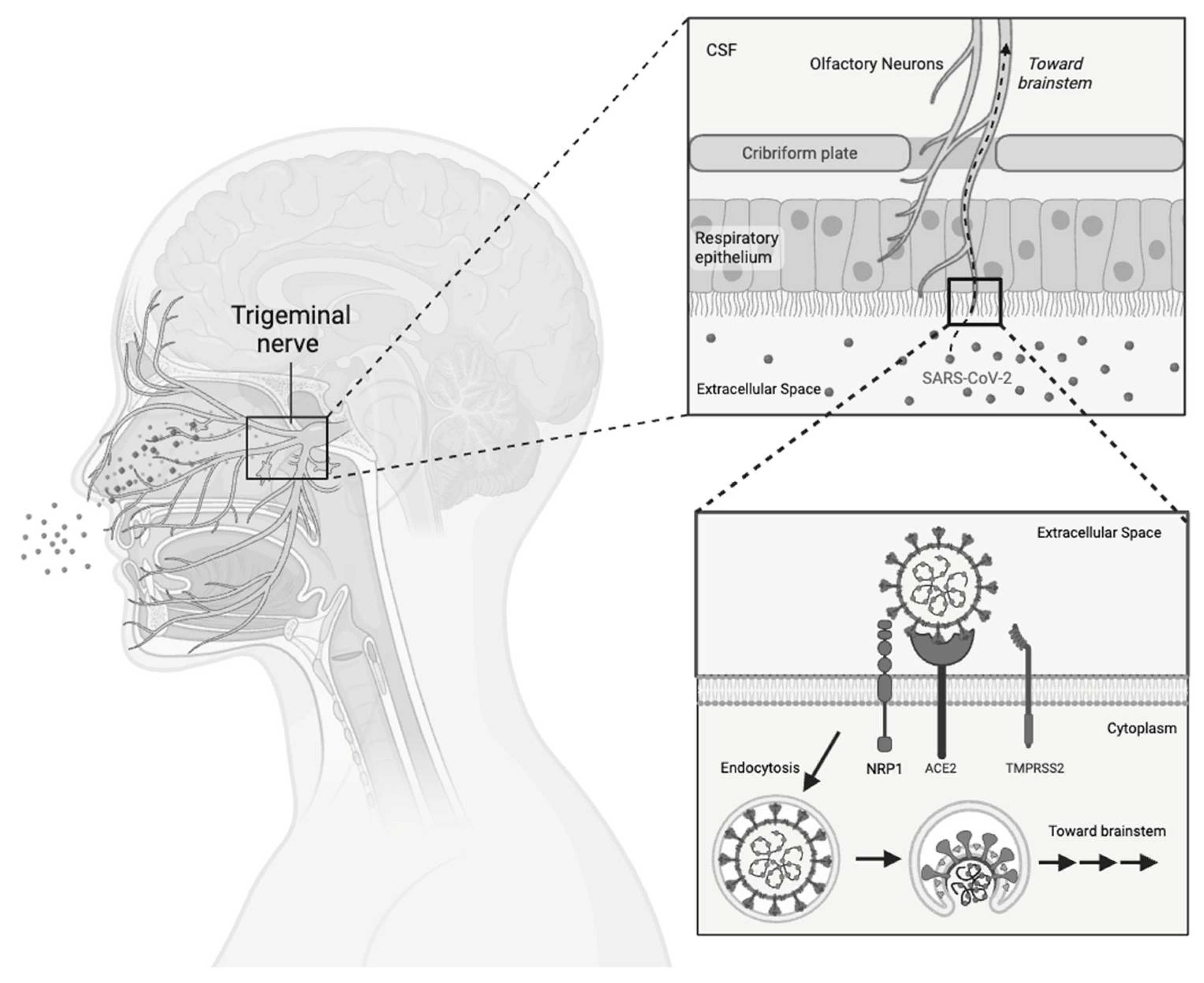 Viruses 16 01060 g005