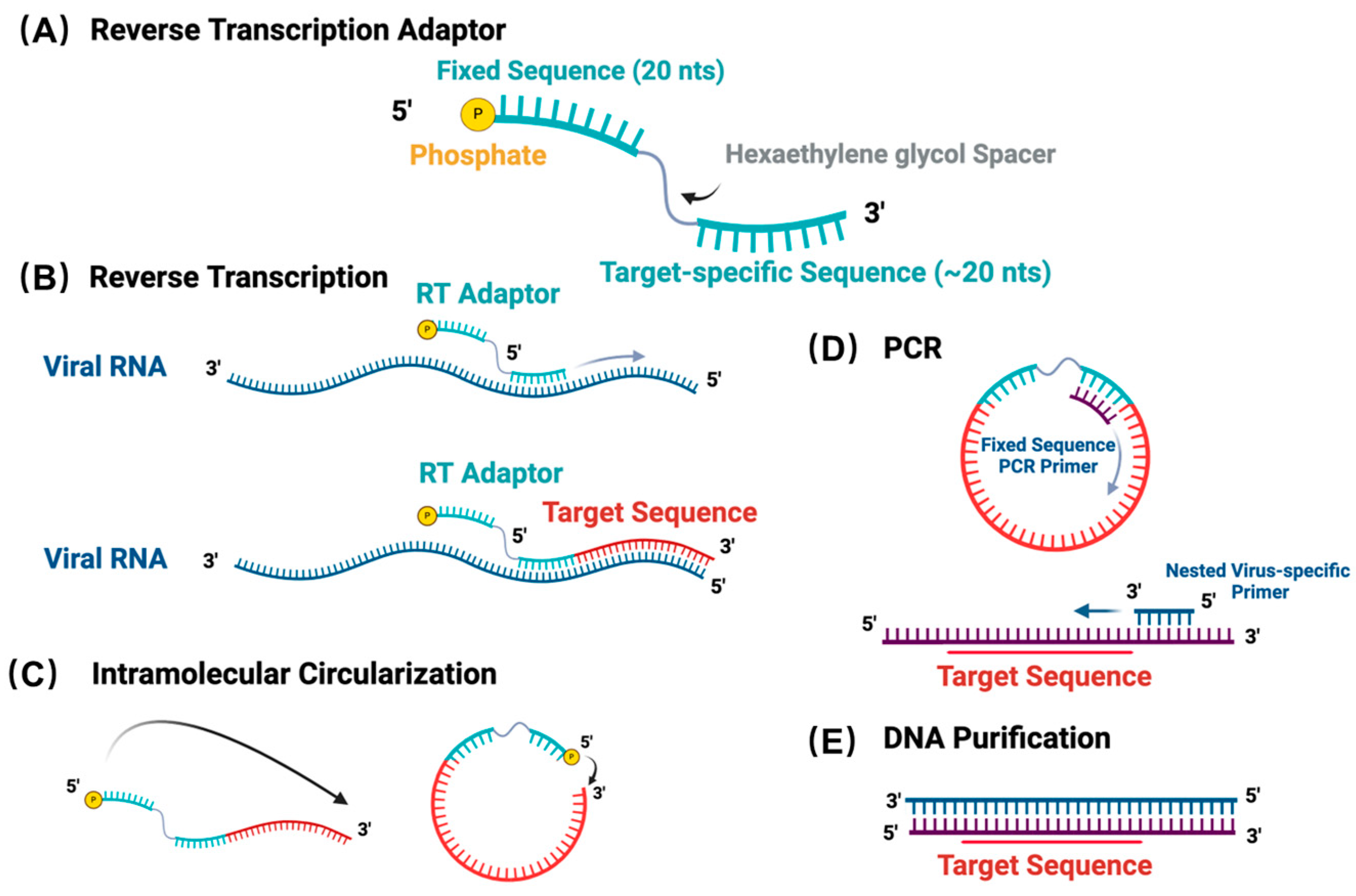 Viruses 16 01064 g001