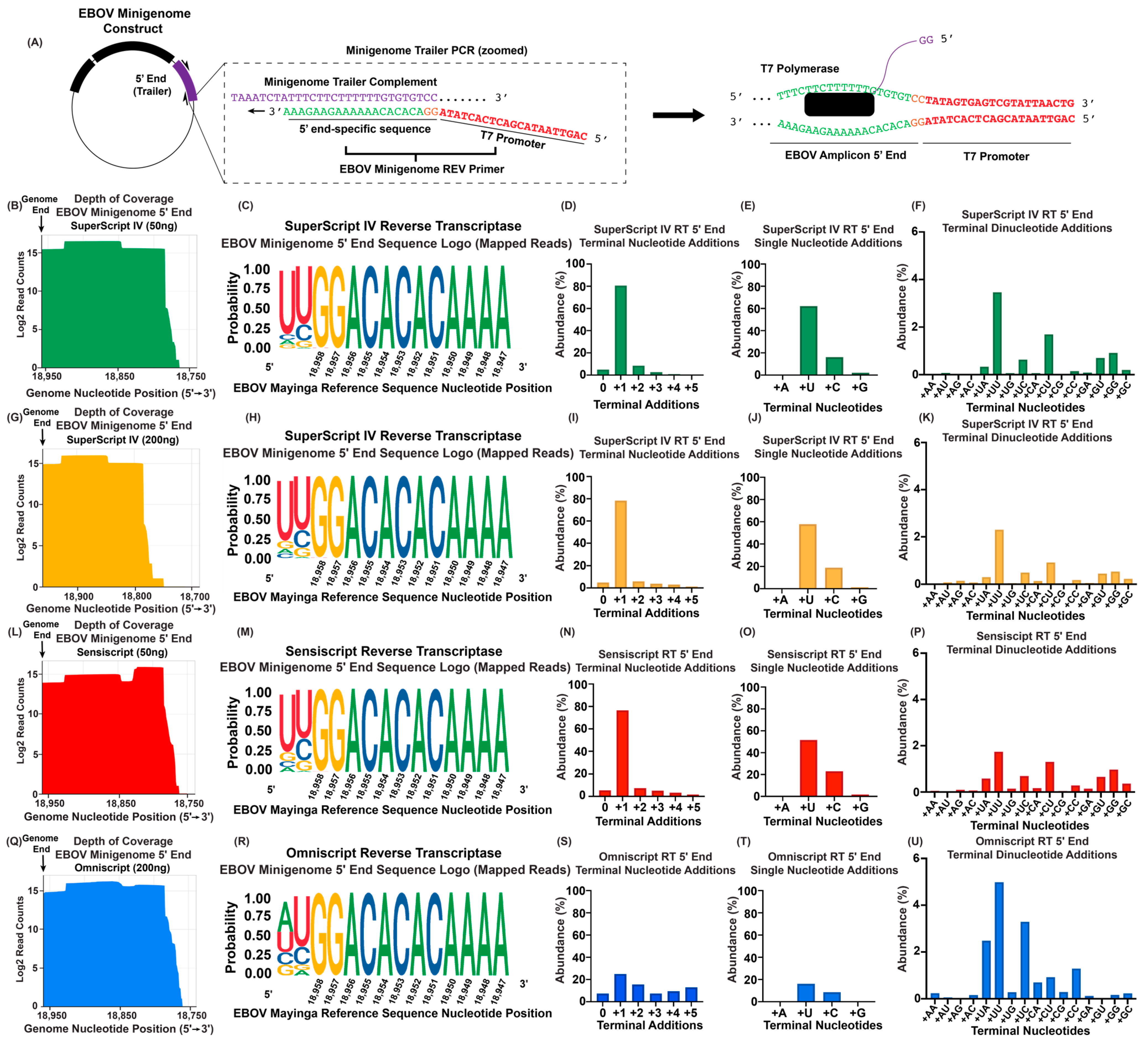 Viruses 16 01064 g005