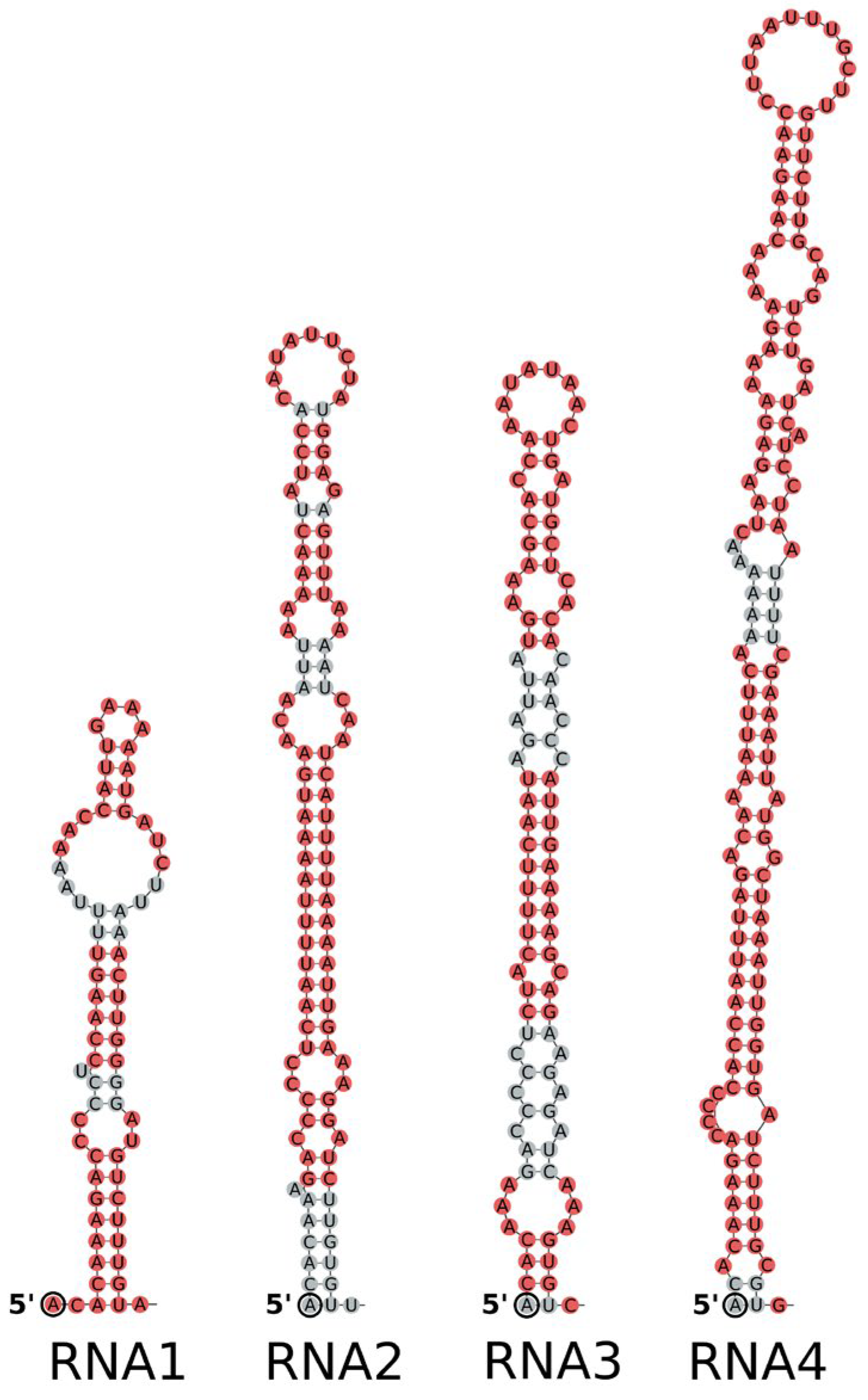 Viruses 16 01074 g003