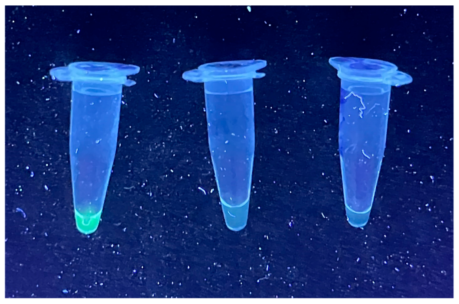 Viruses 16 01079 g001