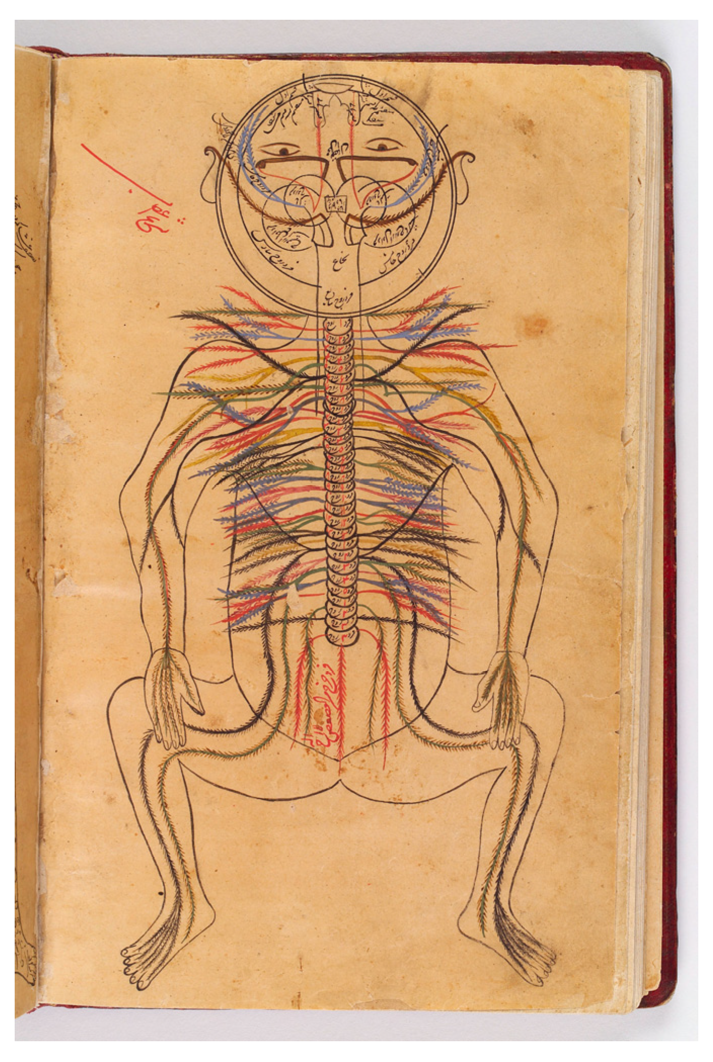 Viruses 16 01086 g001 Viruses 16 01086 g001