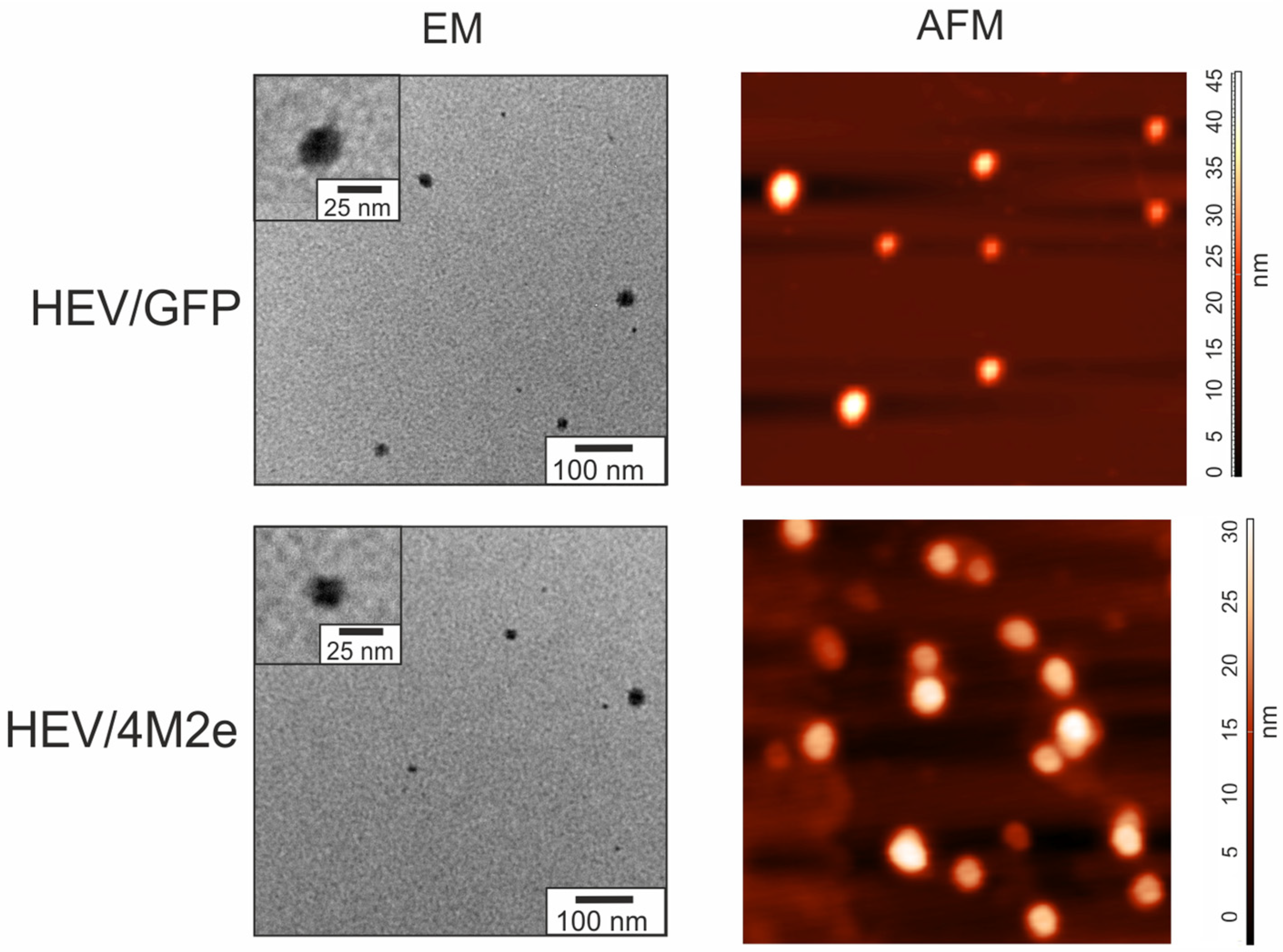 Viruses 16 01093 g004 Viruses 16 01093 g004