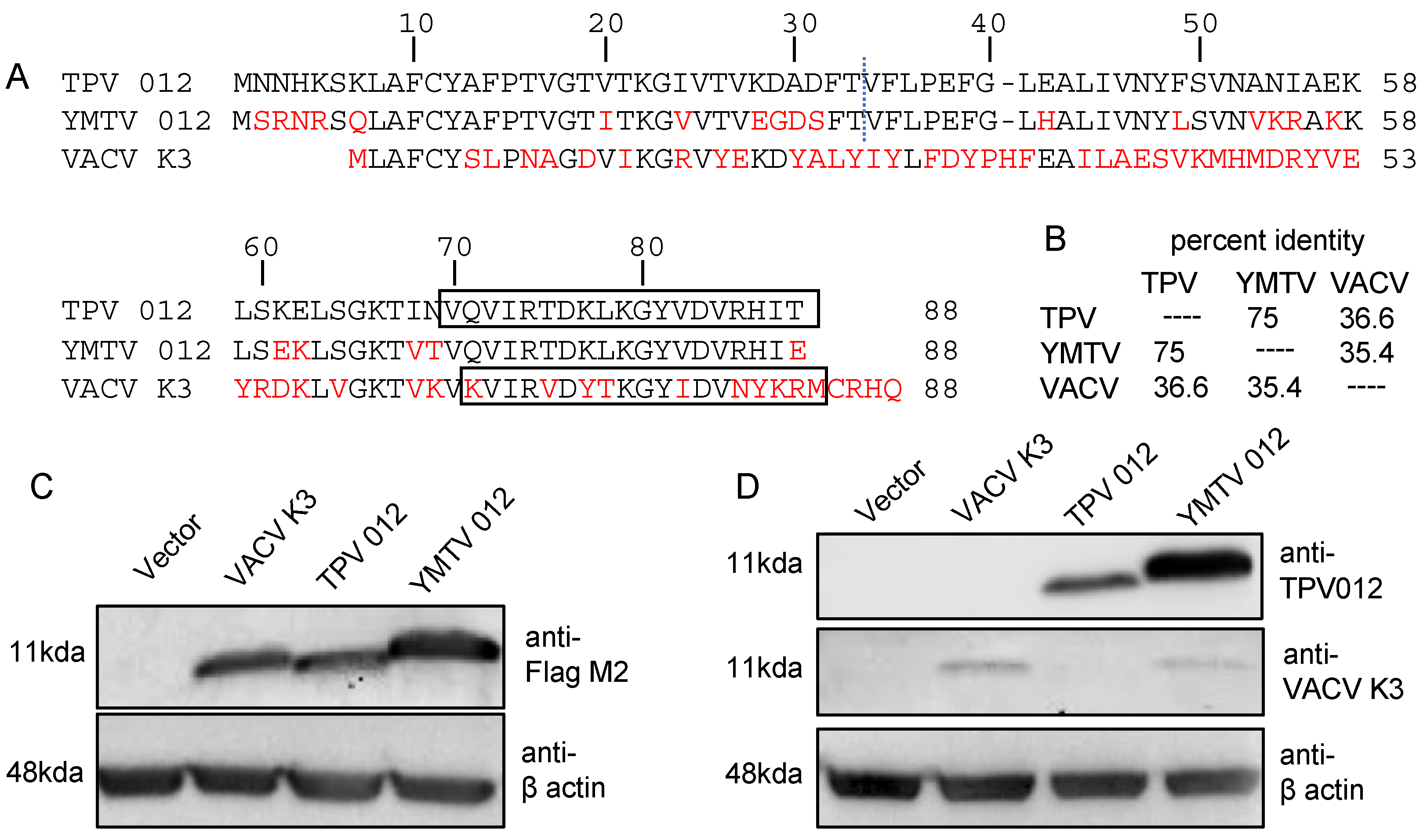 Viruses 16 01095 g001