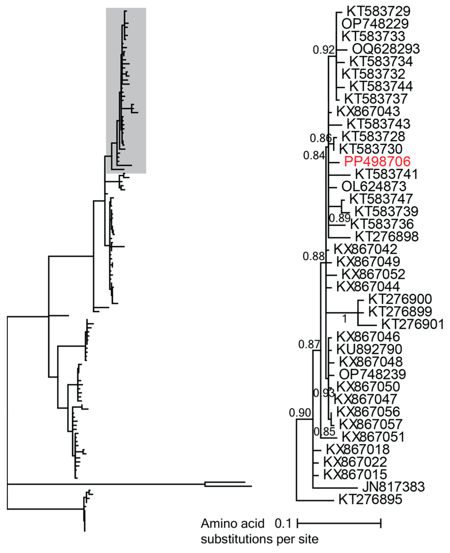 Viruses 16 01099 g009