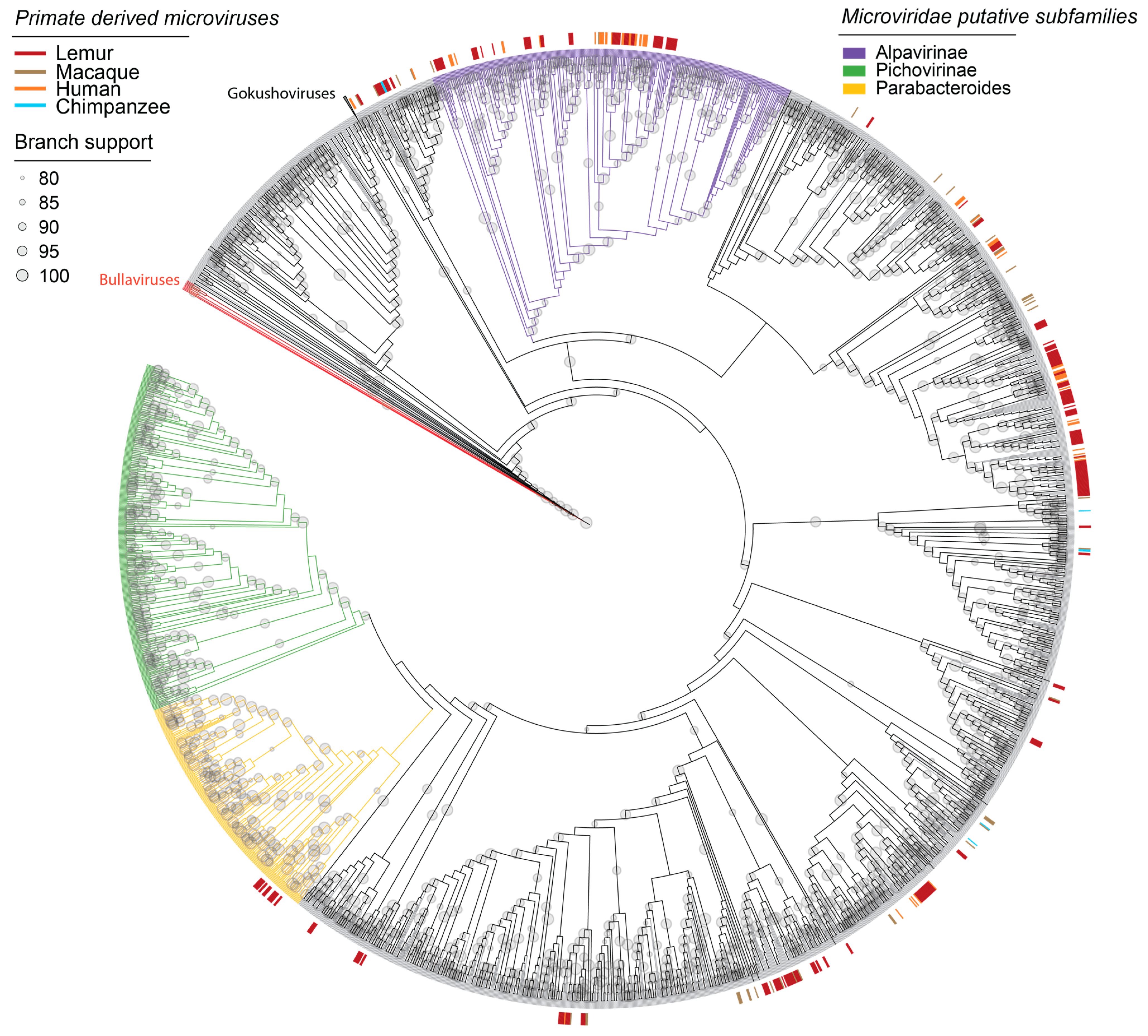 Viruses 16 01099 g012