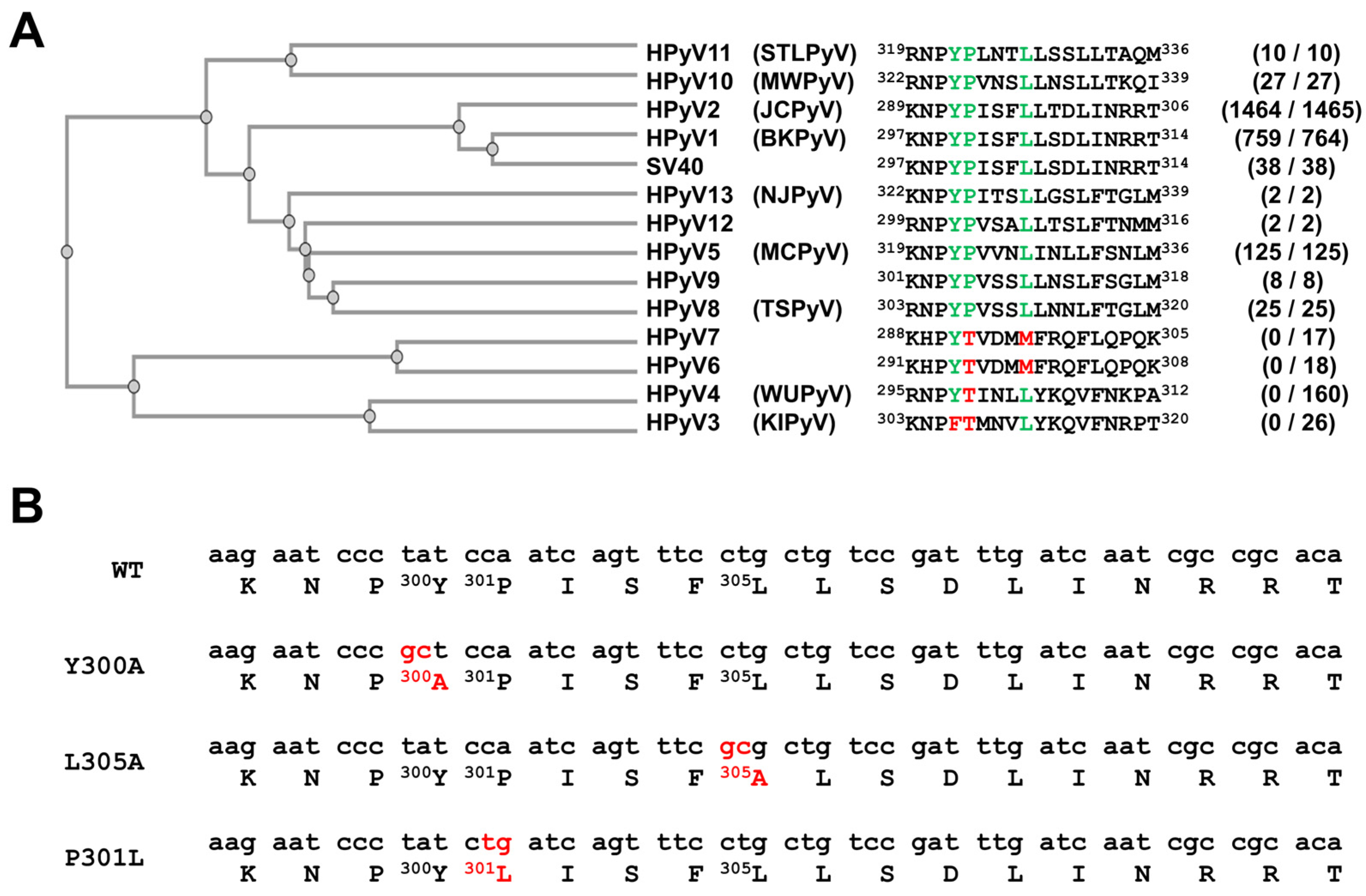 Viruses 16 01124 g001