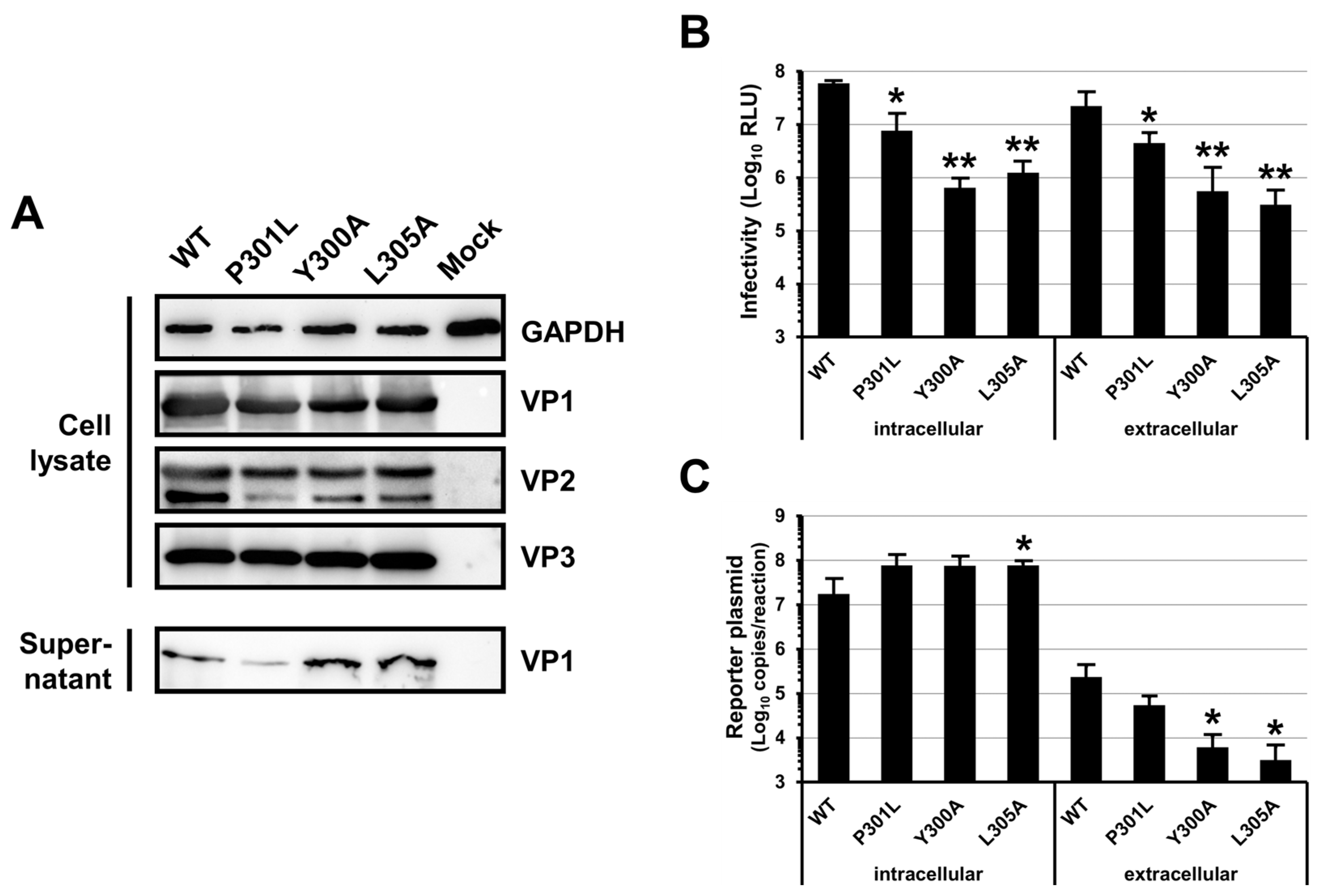 Viruses 16 01124 g002