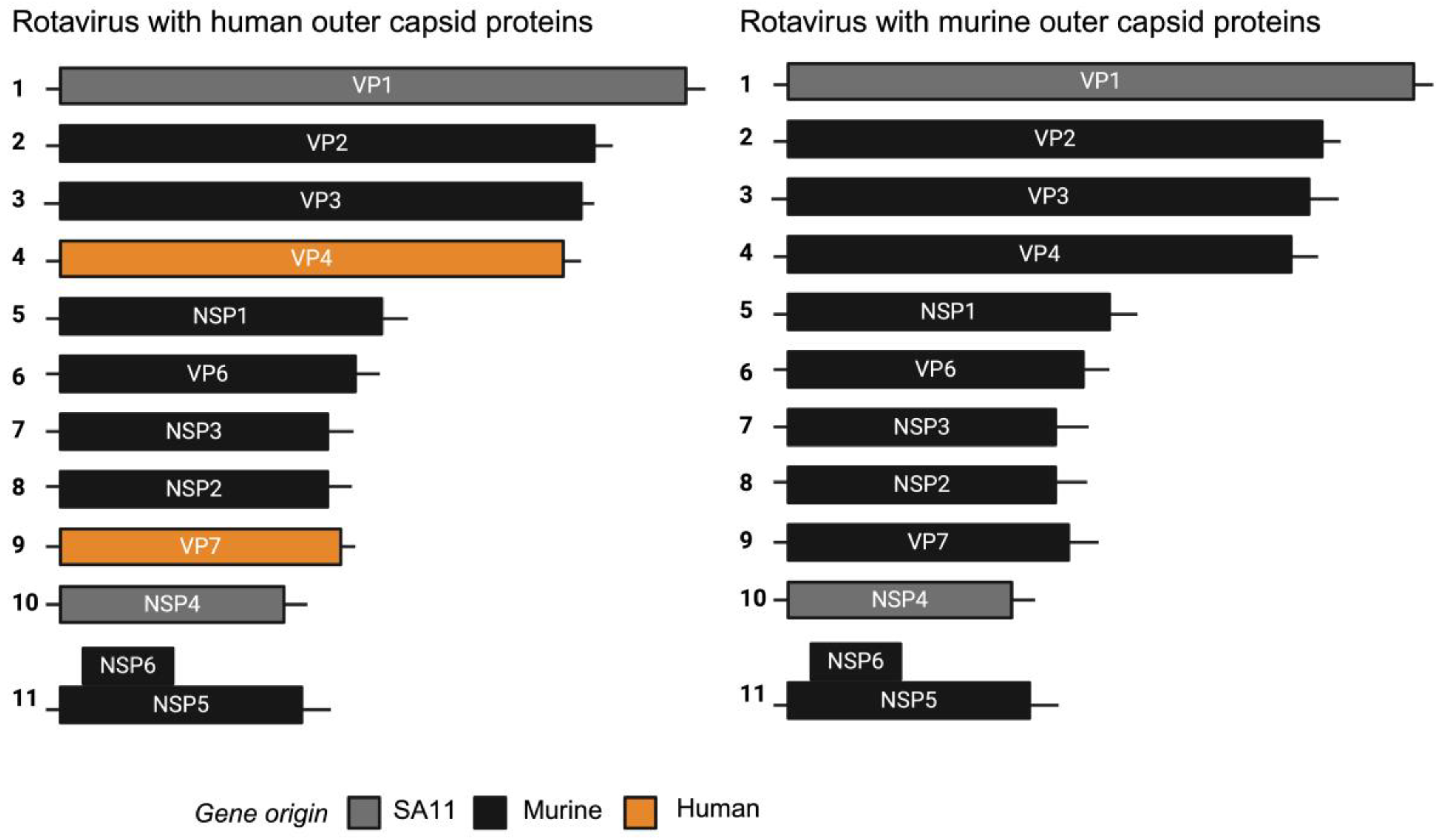 Viruses 16 01145 g001