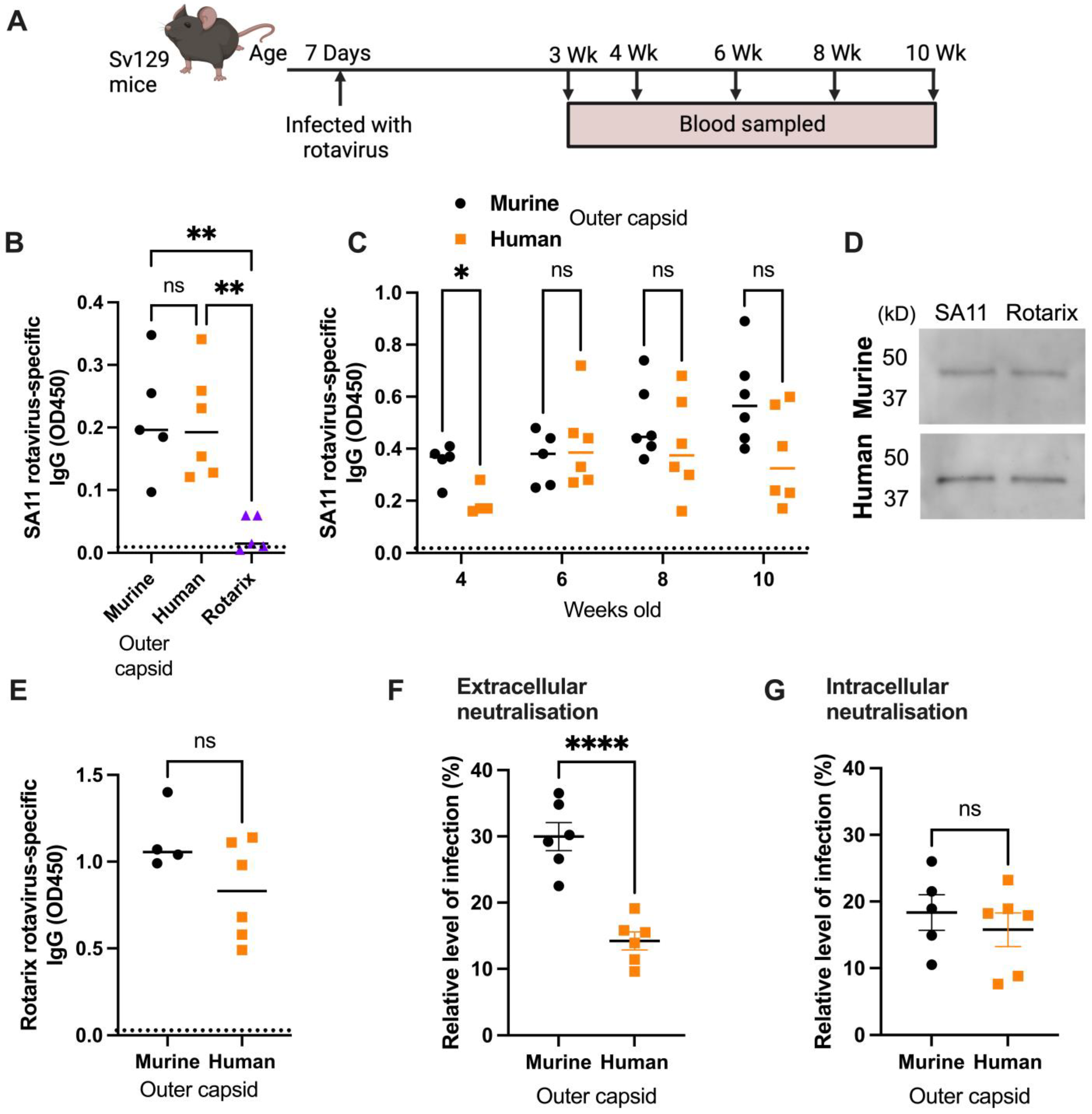 Viruses 16 01145 g003