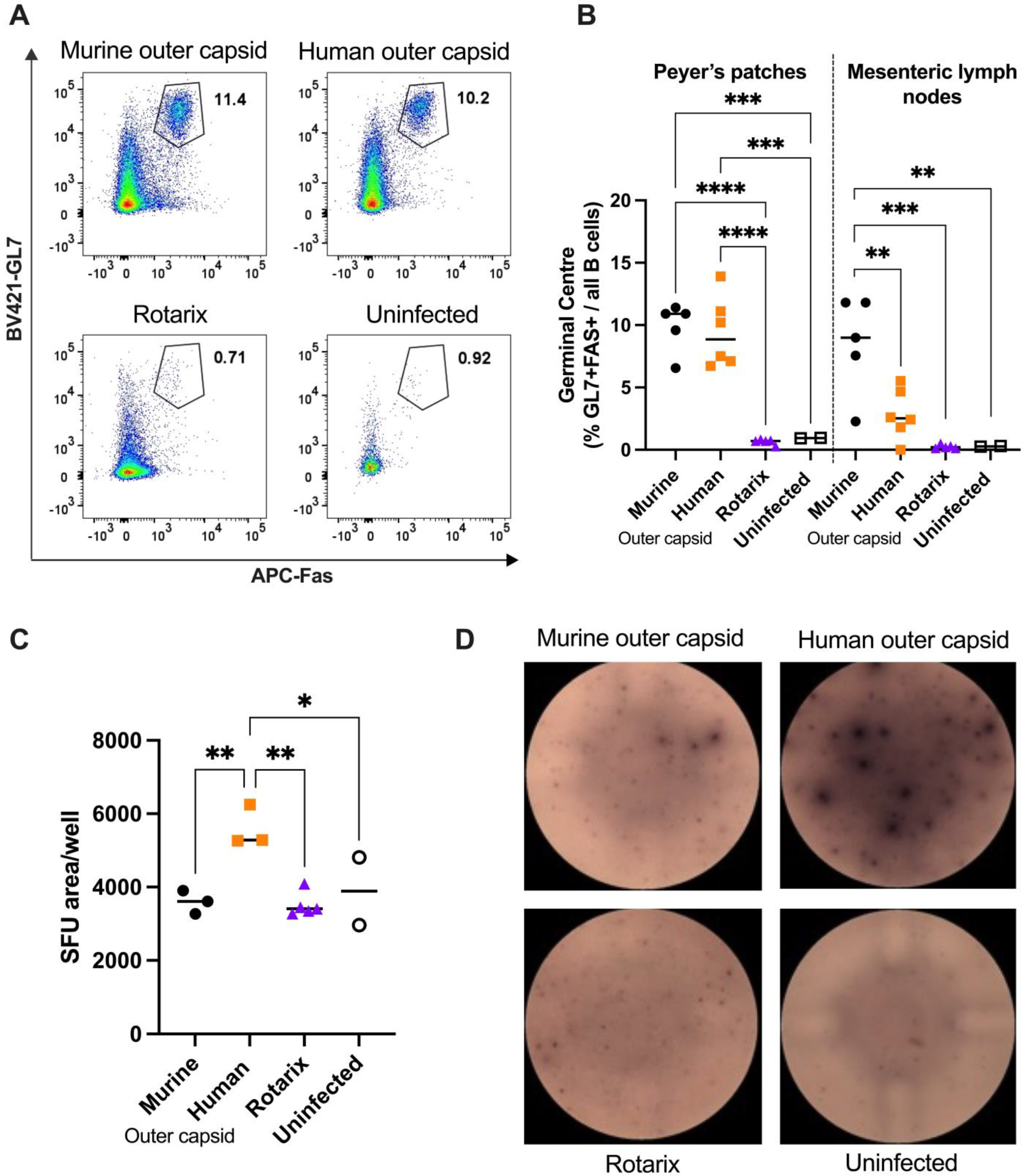 Viruses 16 01145 g004