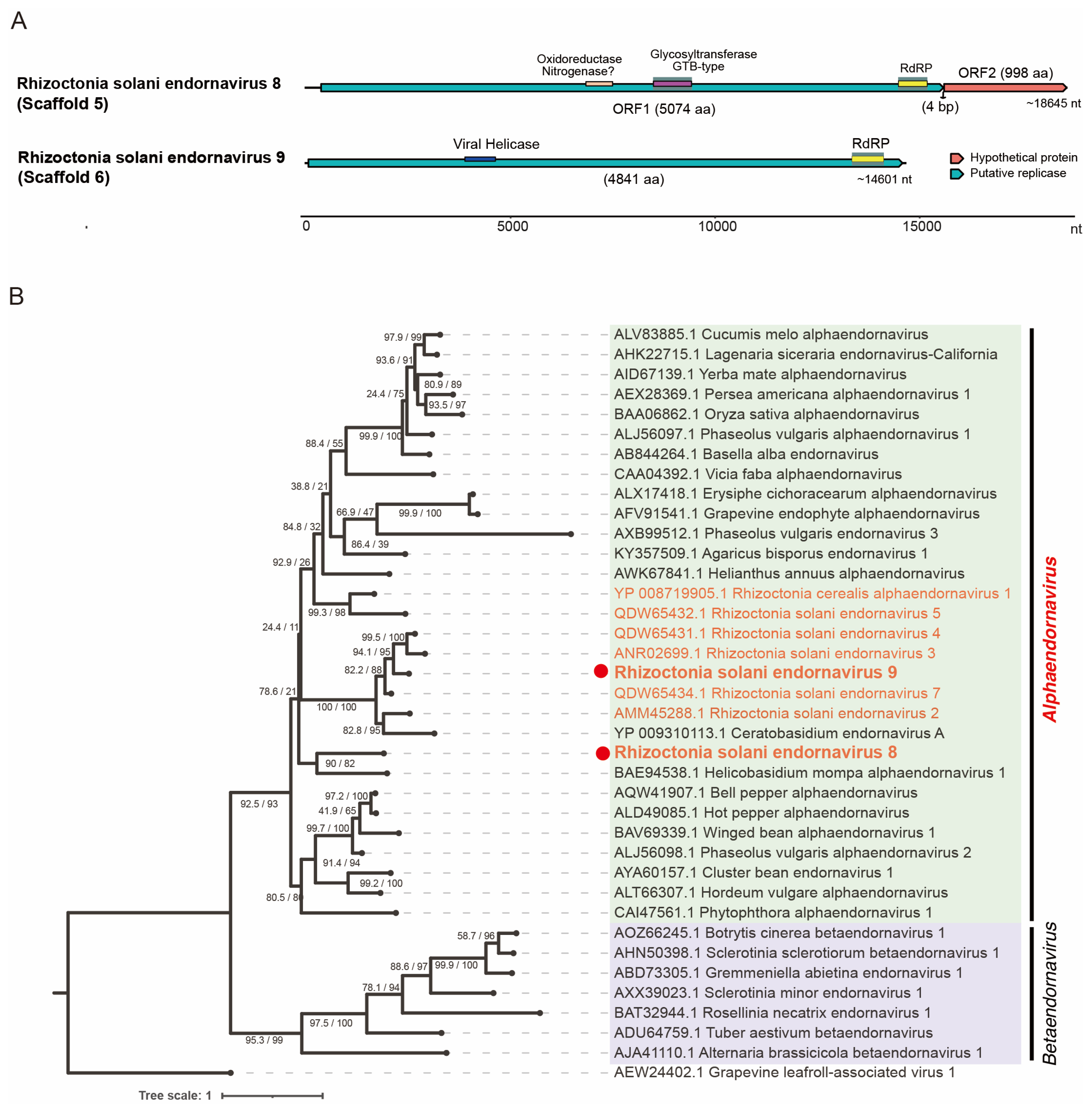 Viruses 16 01152 g004