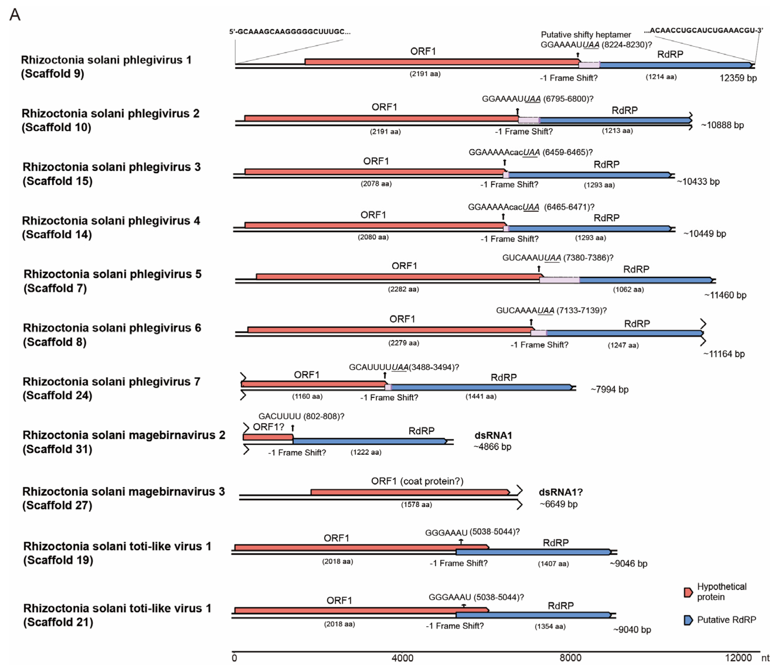 Viruses 16 01152 g005a